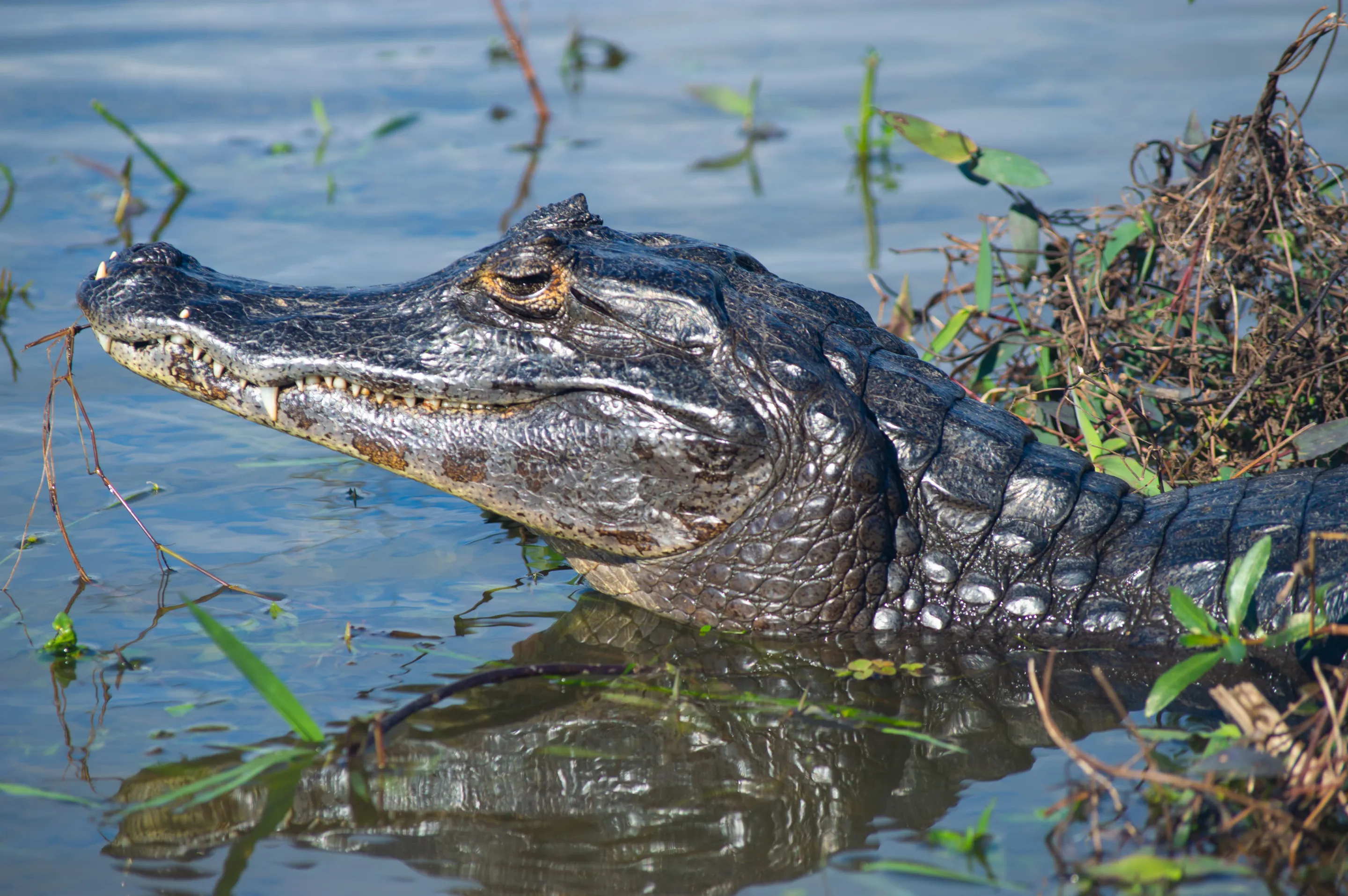 The textured head of a yacaré caiman beside still water