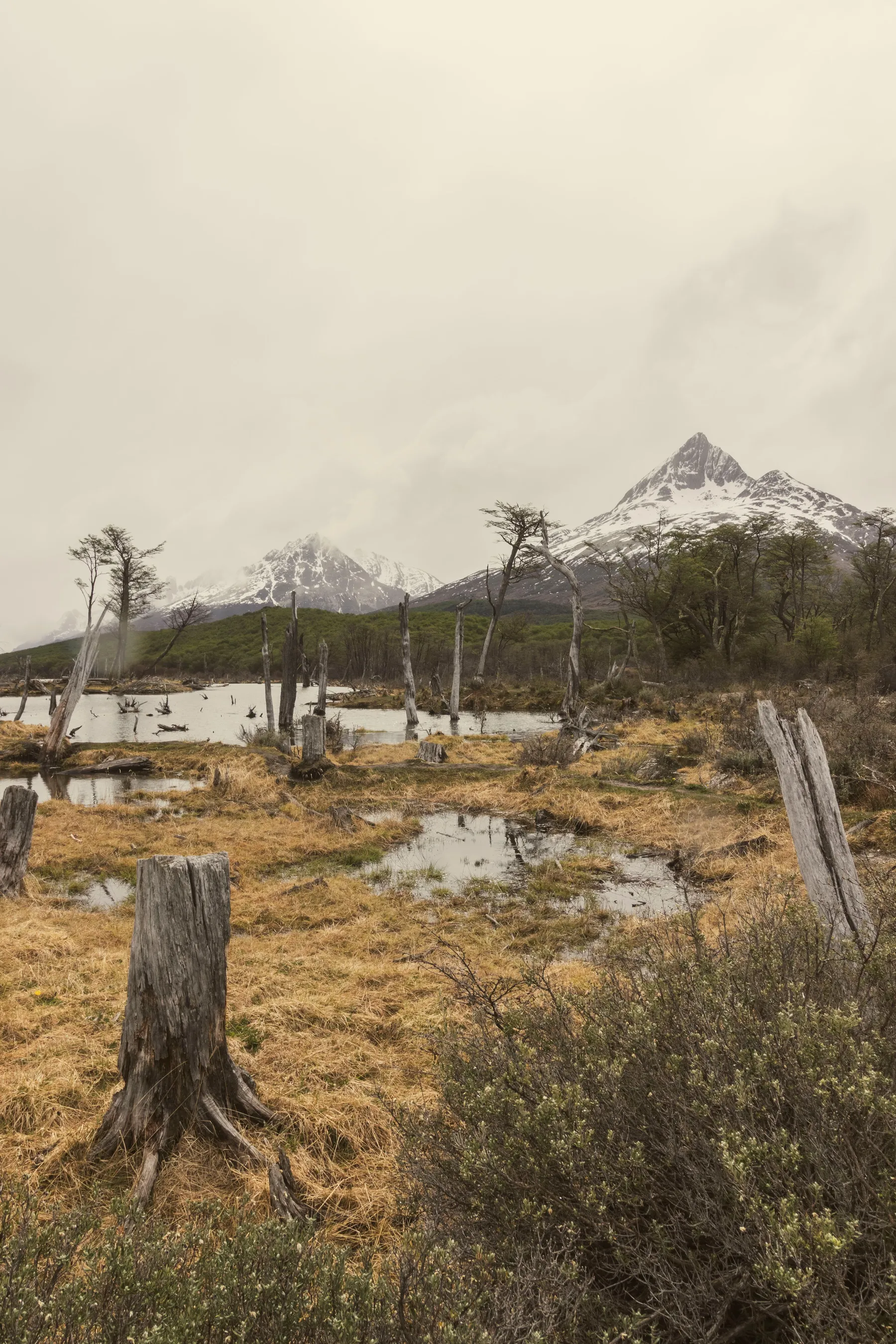 Autumn vegetation and snowy mountains near Ushuaia