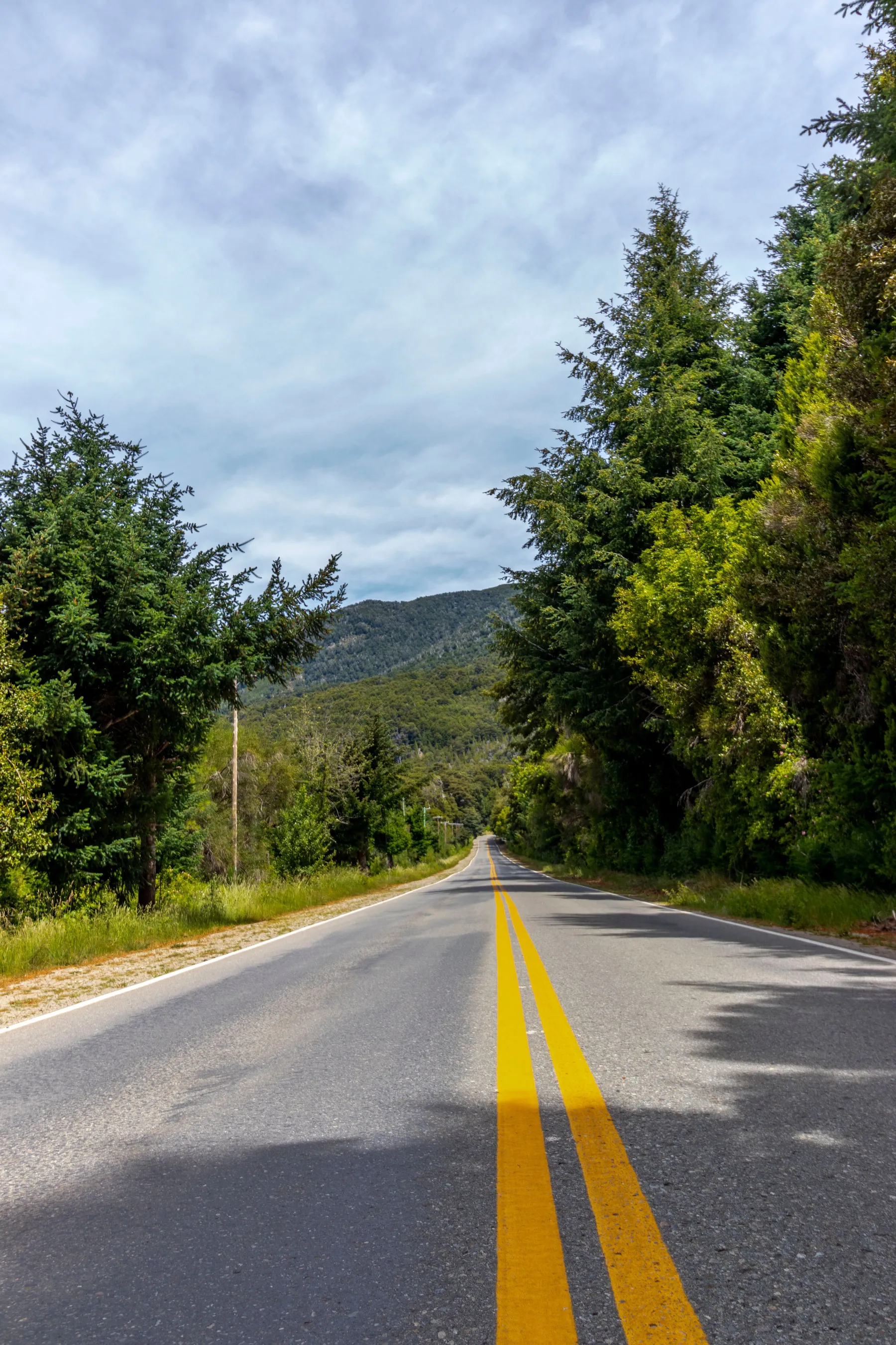 A road bordered by forest in the Bariloche region.