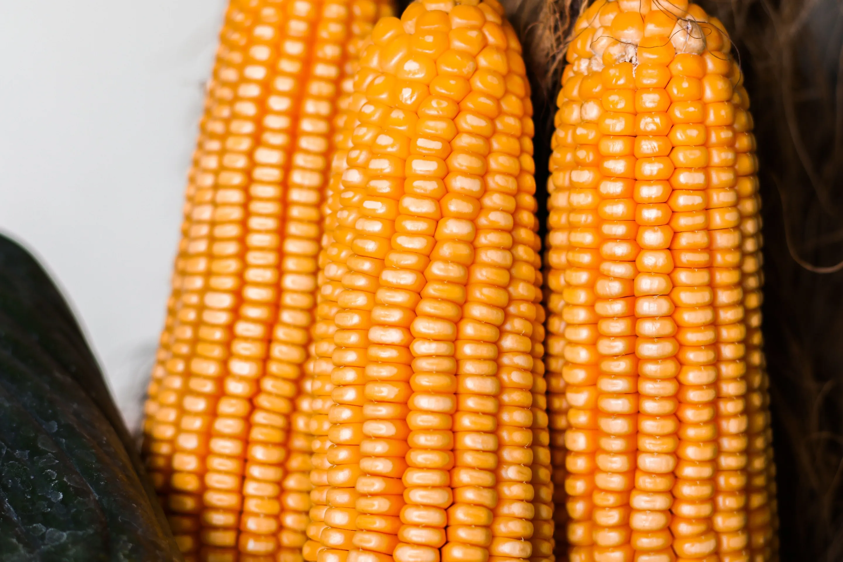 Fresh yellow corn cobs resting on their husks
