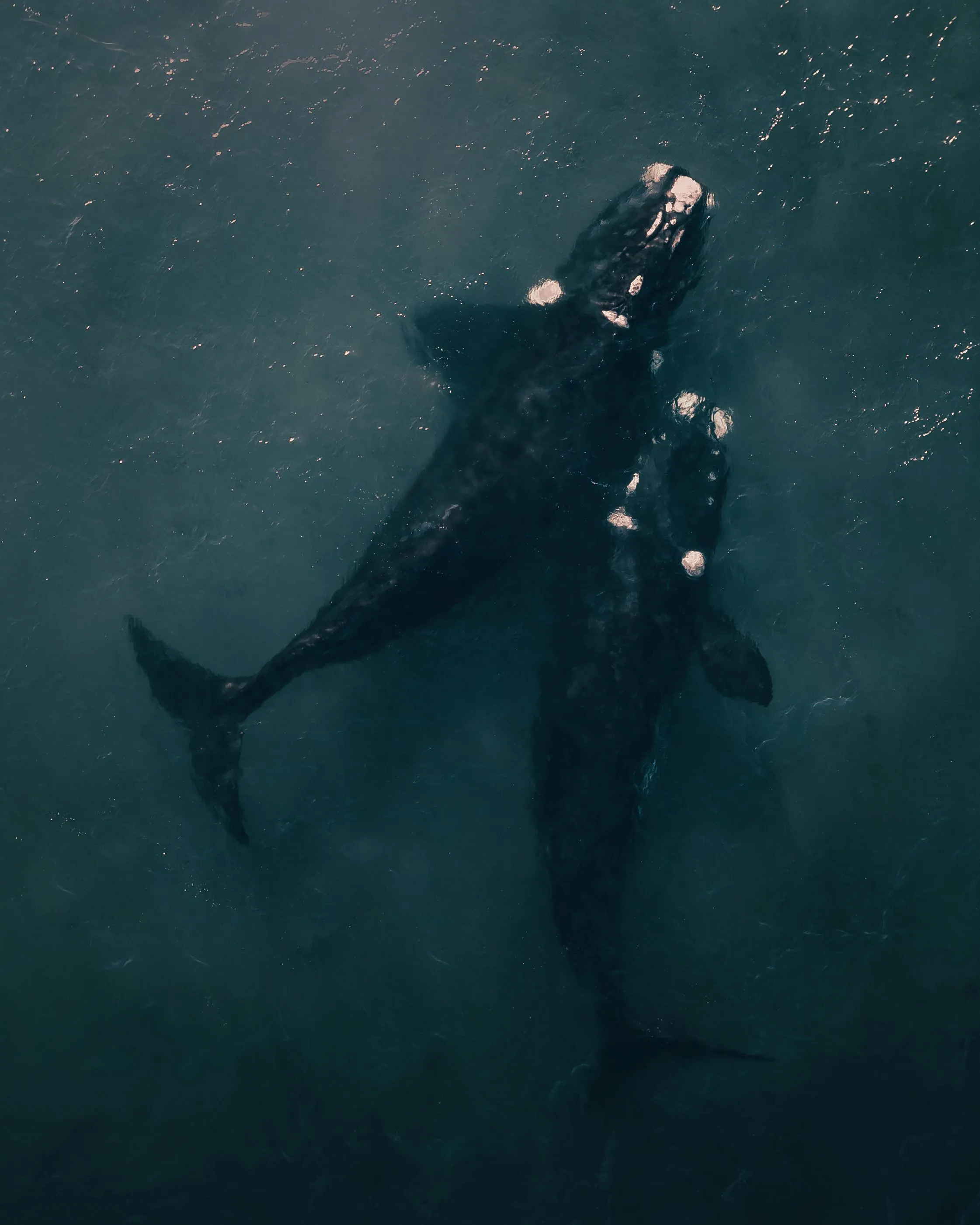 Two southern right whales swimming beneath the surface of the sea.