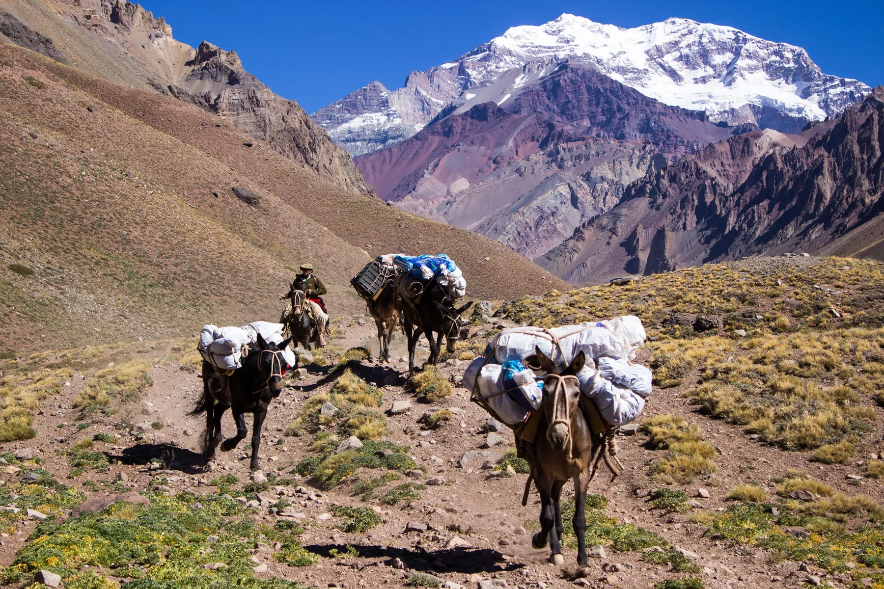 Pack mules on a high Andean trail in Las Heras