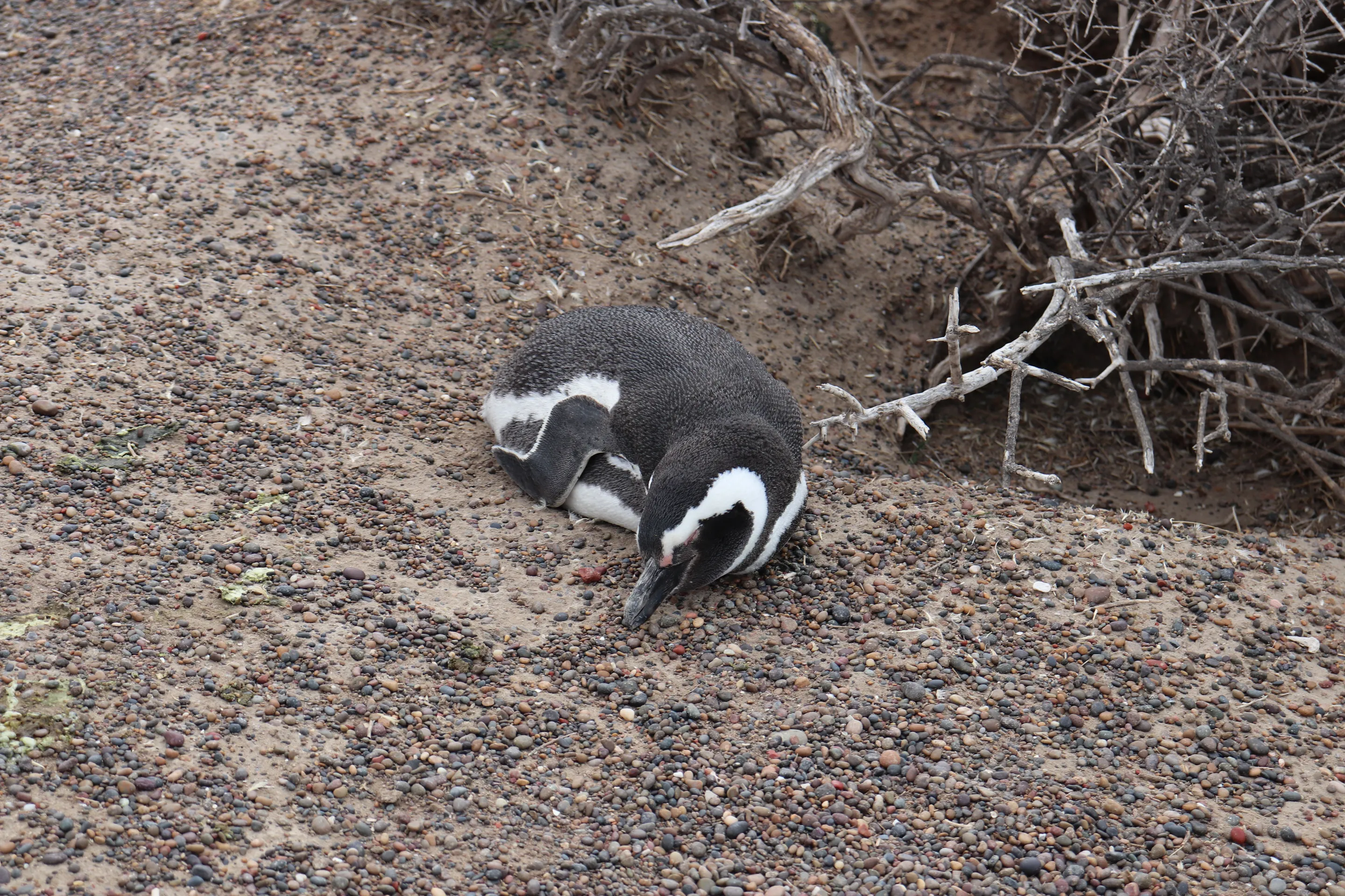 A Magellanic penguin resting on pebbled ground.