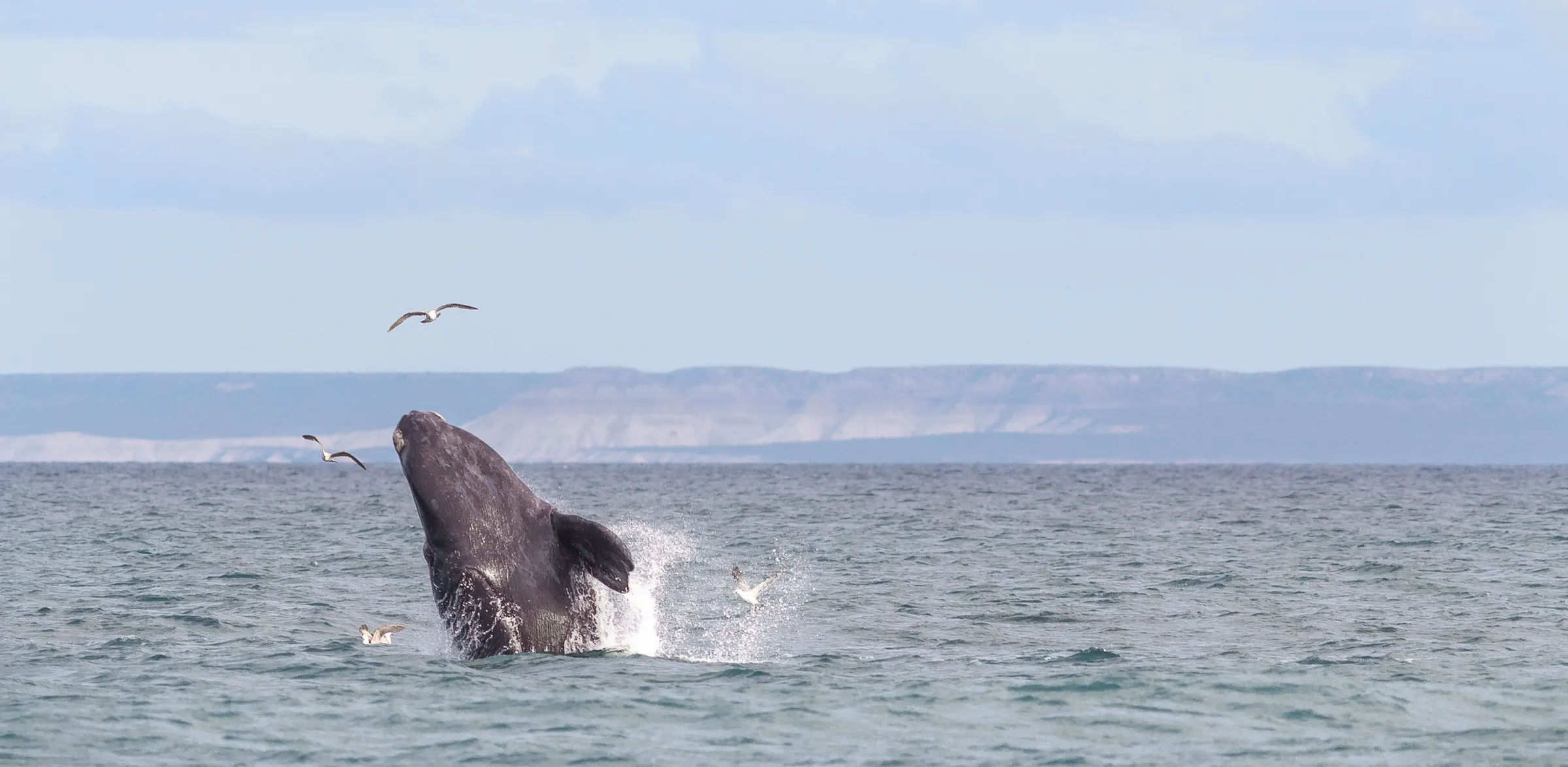 A whale breaching above the sea off Puerto Madryn
