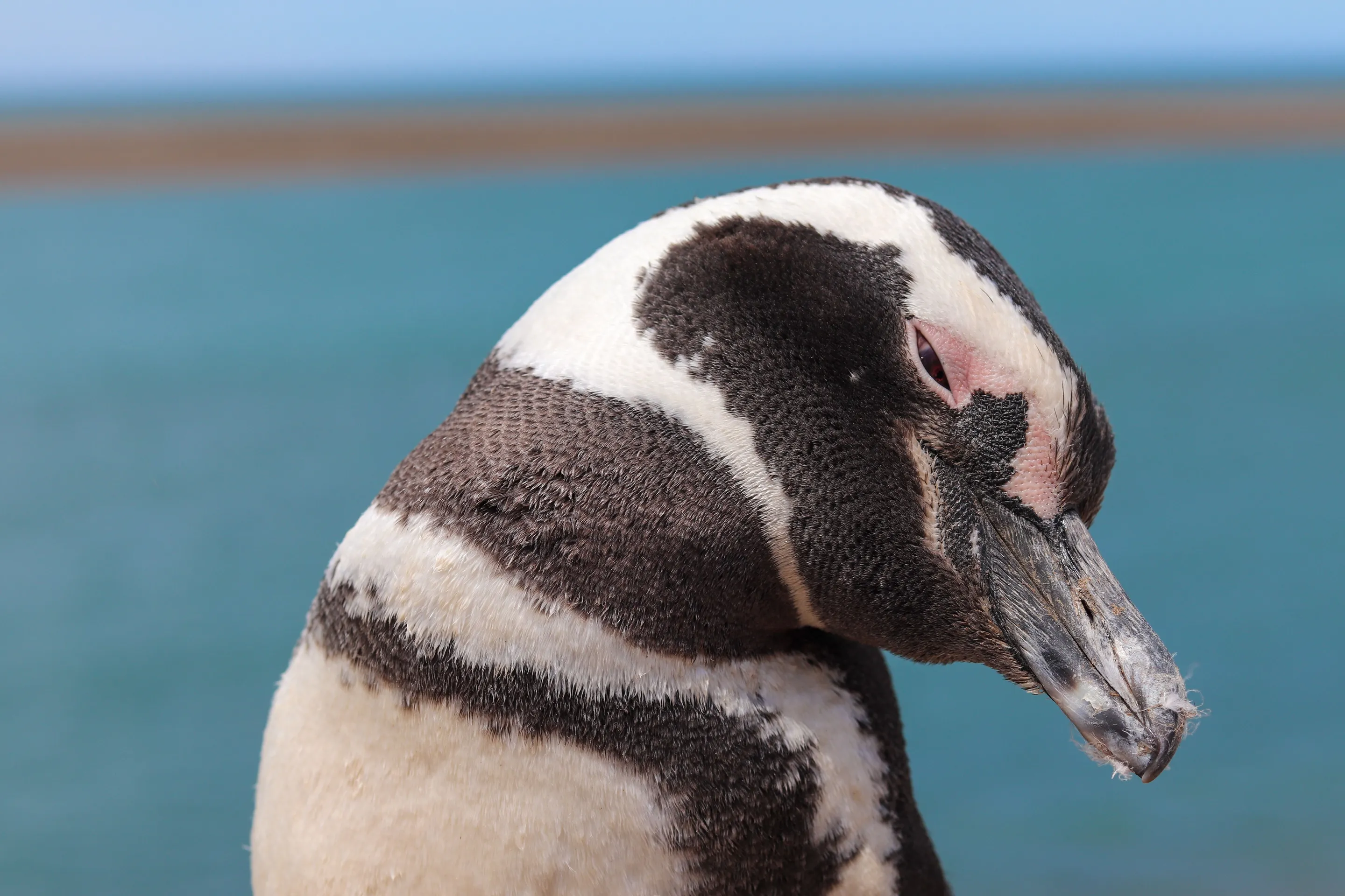 A close view of a Magellanic penguin on the Chubut coast.