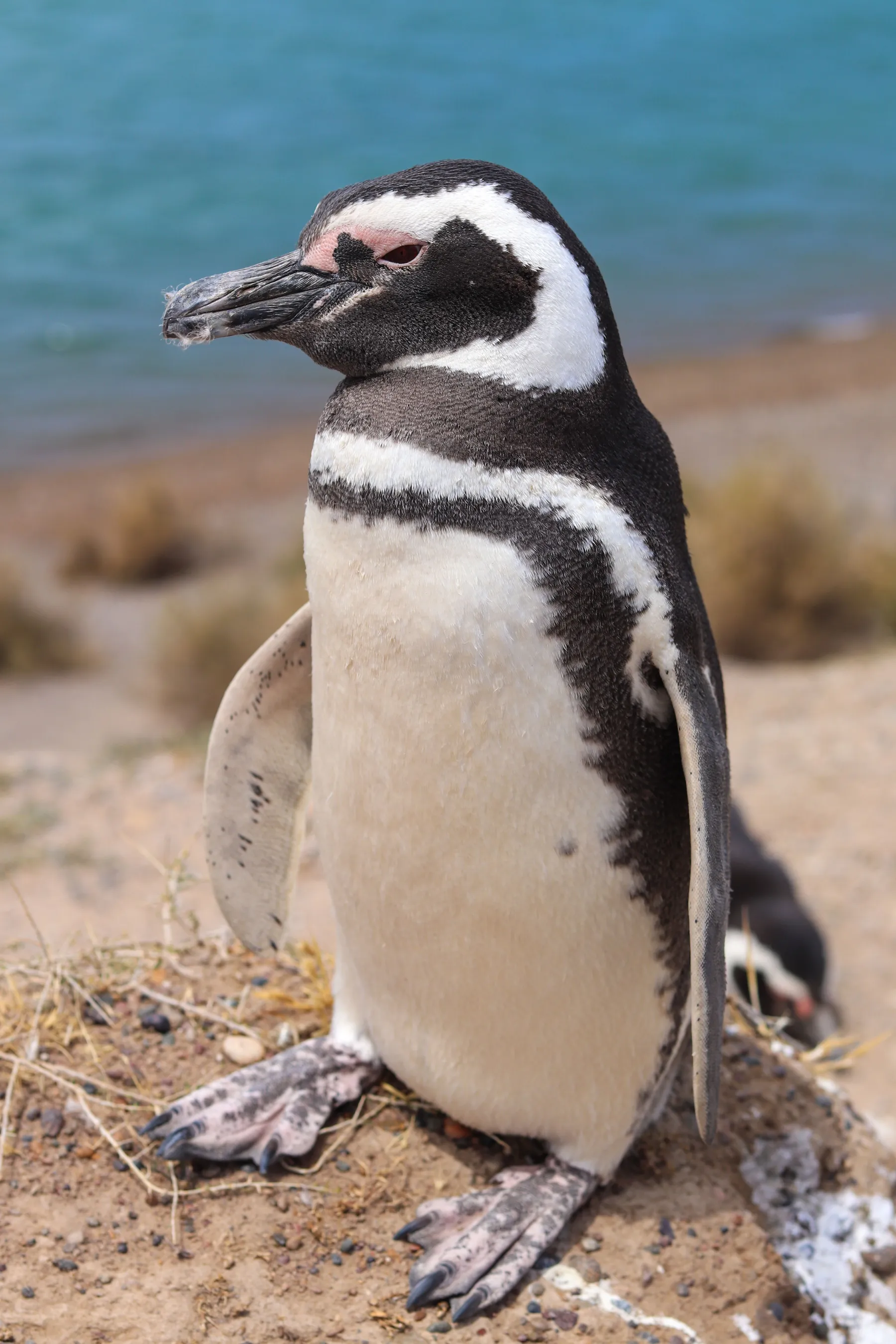 A close view of a penguin on the Chubut coast