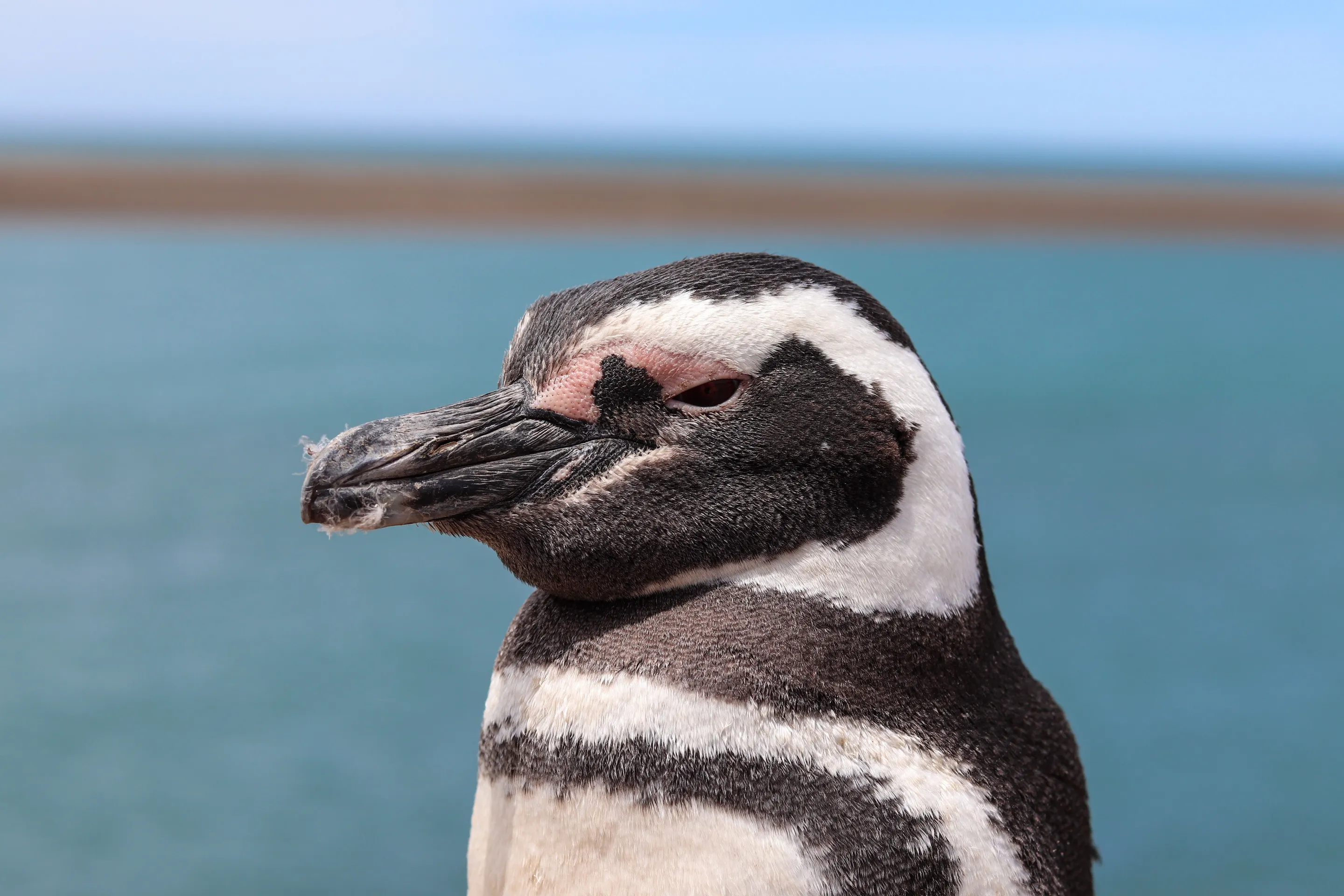 A close view of a Magellanic penguin beside the sea