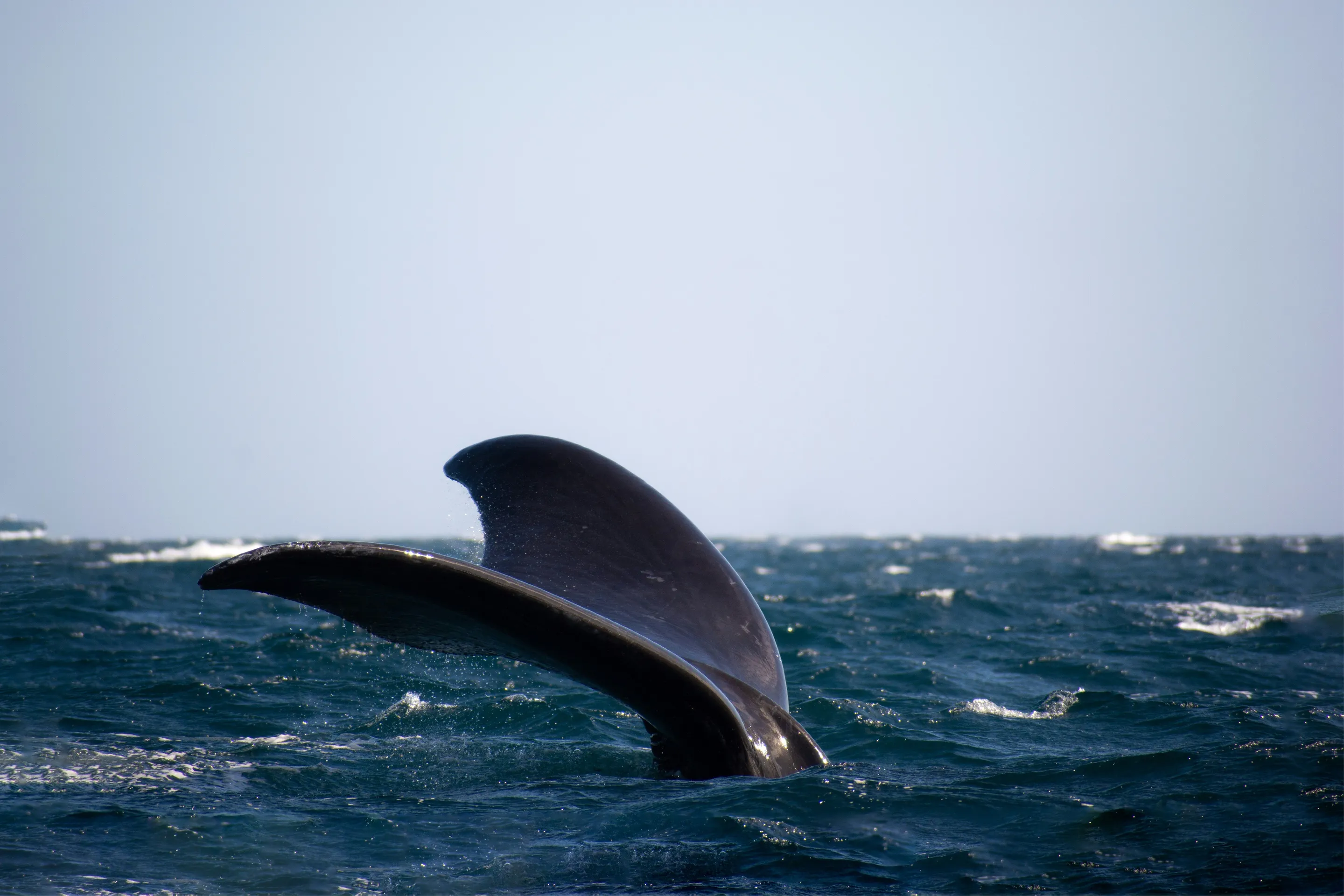 A whale rising out of the Atlantic water.