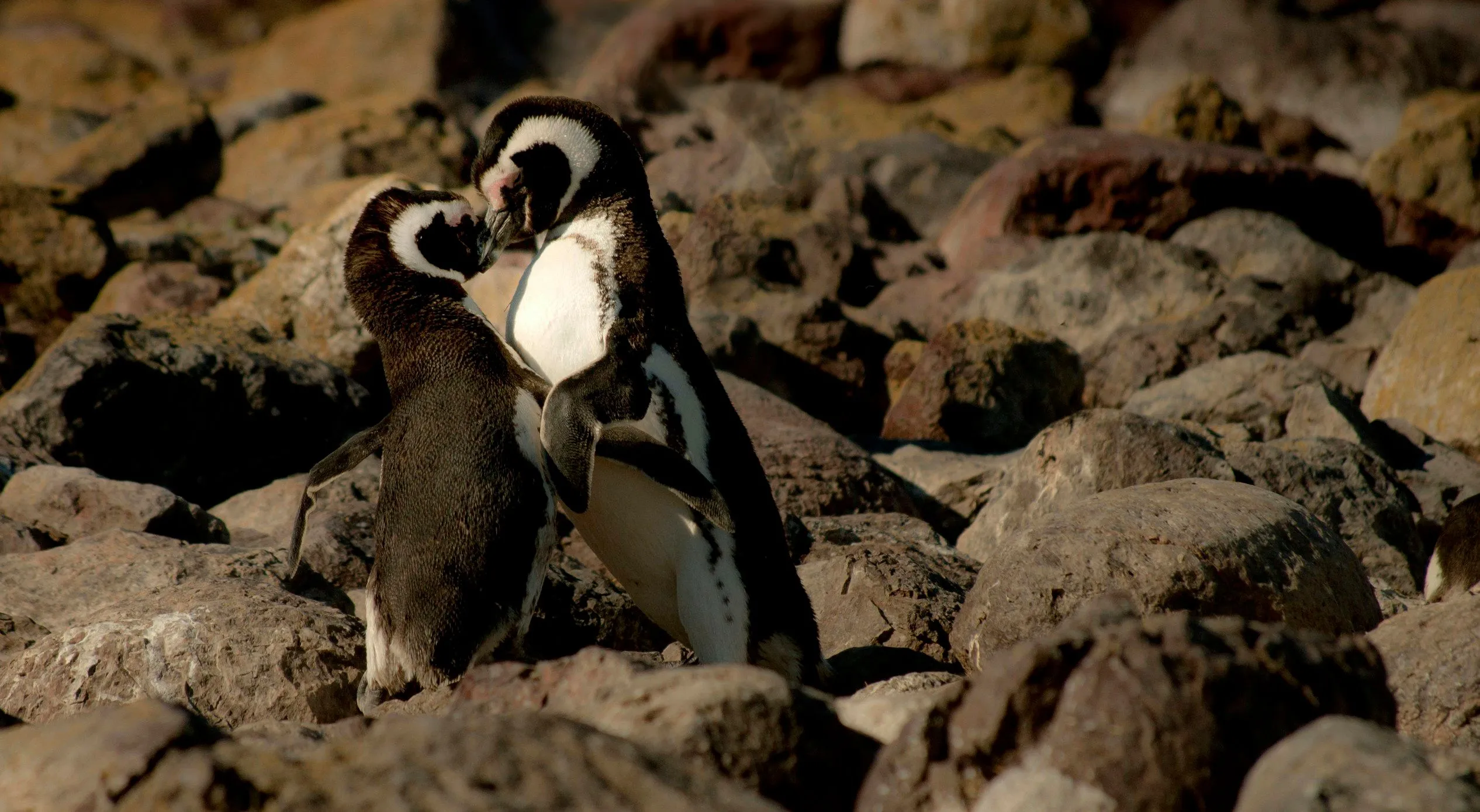 Two penguins close together on the rocky coast.