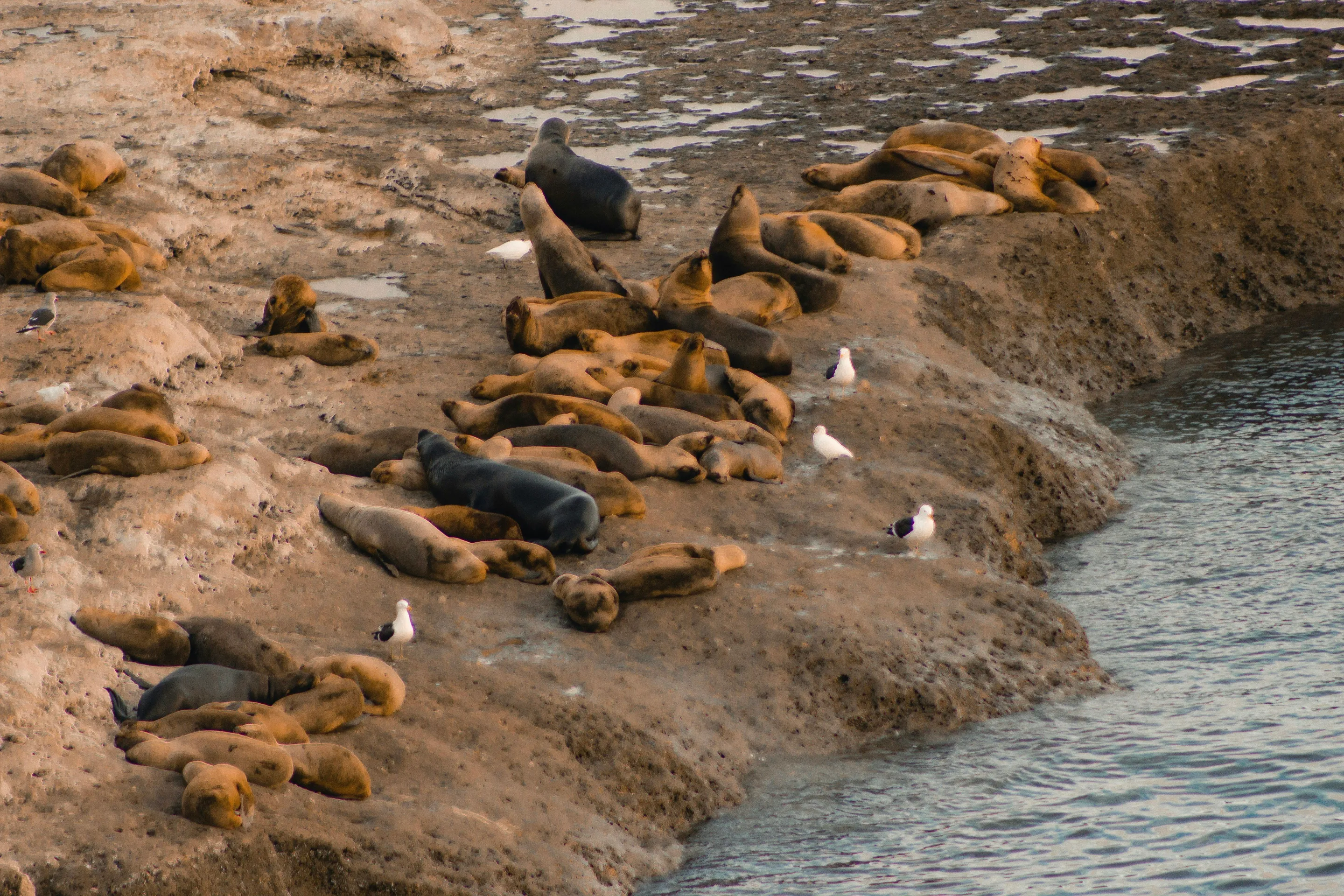 Sea lions and seabirds on the coast at Puerto Pirámides