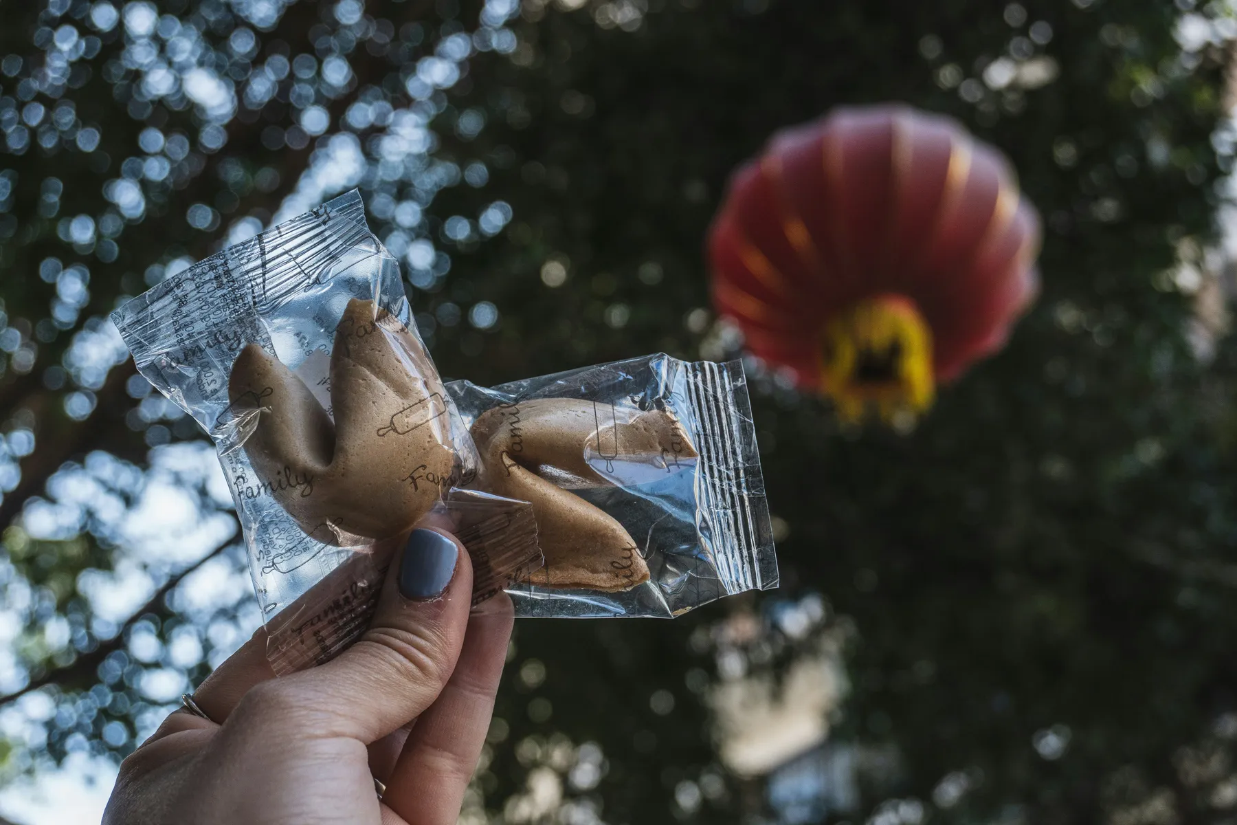 A hand holding wrapped fortune cookies in front of a softly focused red lantern