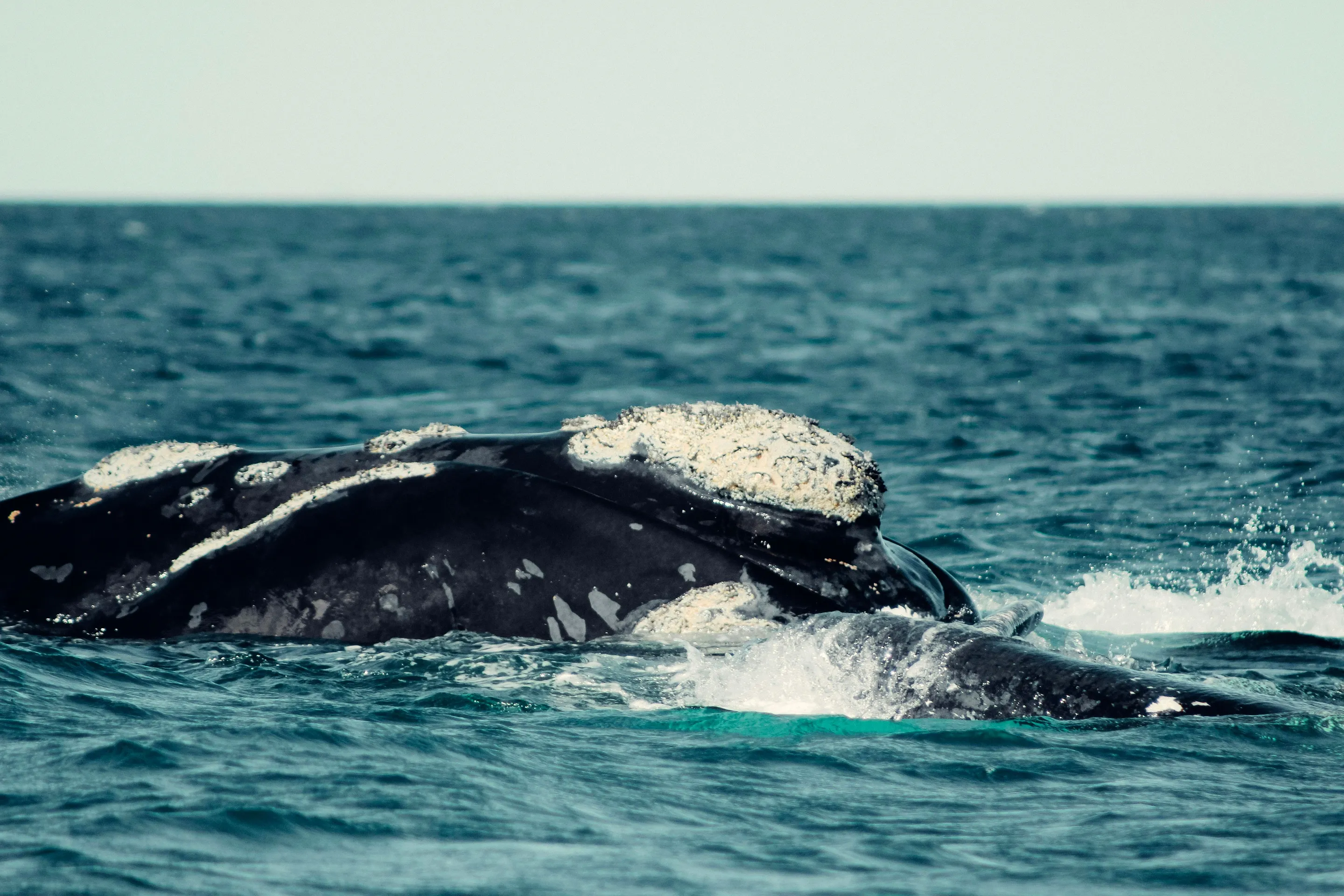 A whale swimming through the coastal water near Puerto Madryn