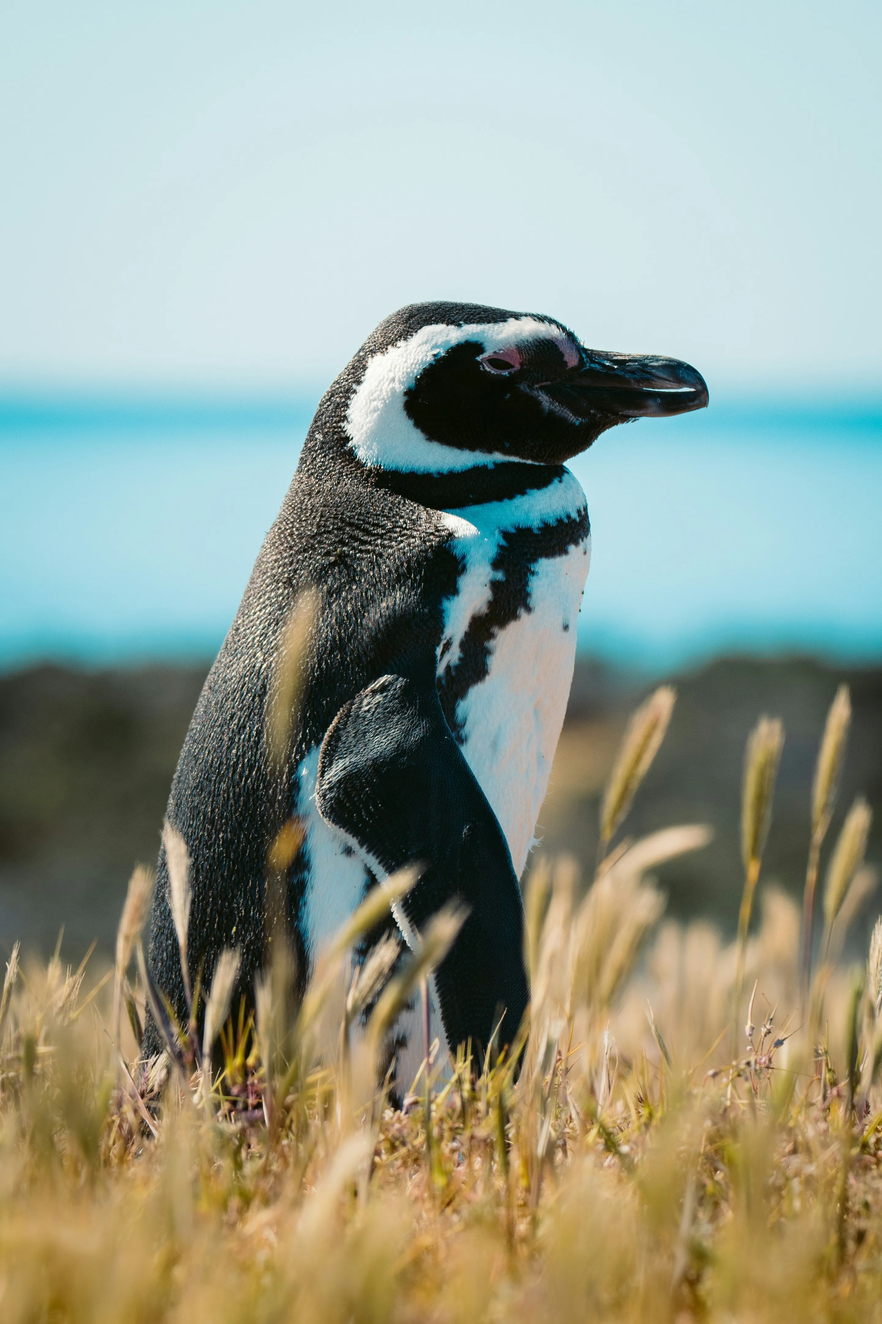 A Magellanic penguin among coastal vegetation at Punta Tombo