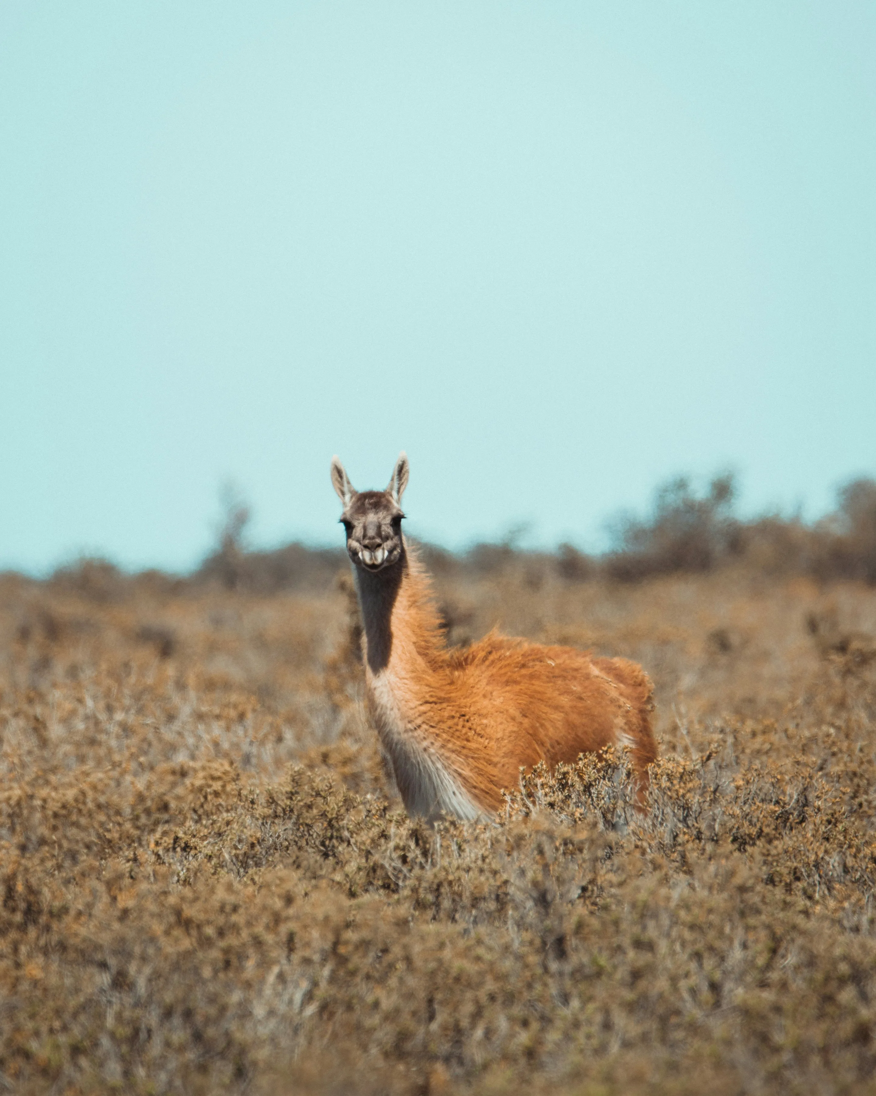 A guanaco in the open steppe of Península Valdés