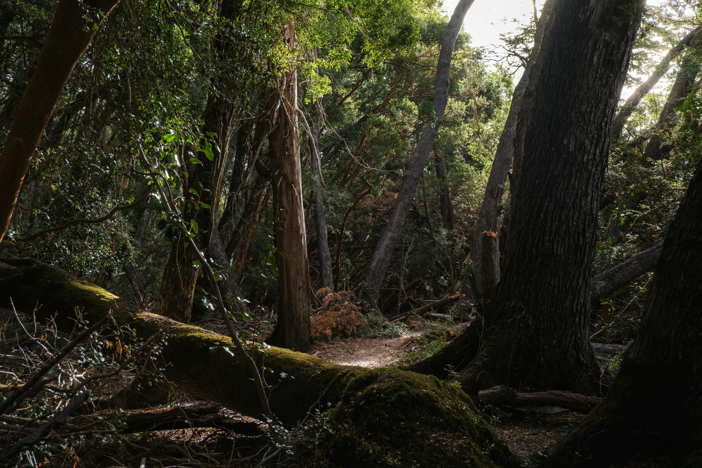 A dark forest path framed by trees in Los Alerces National Park