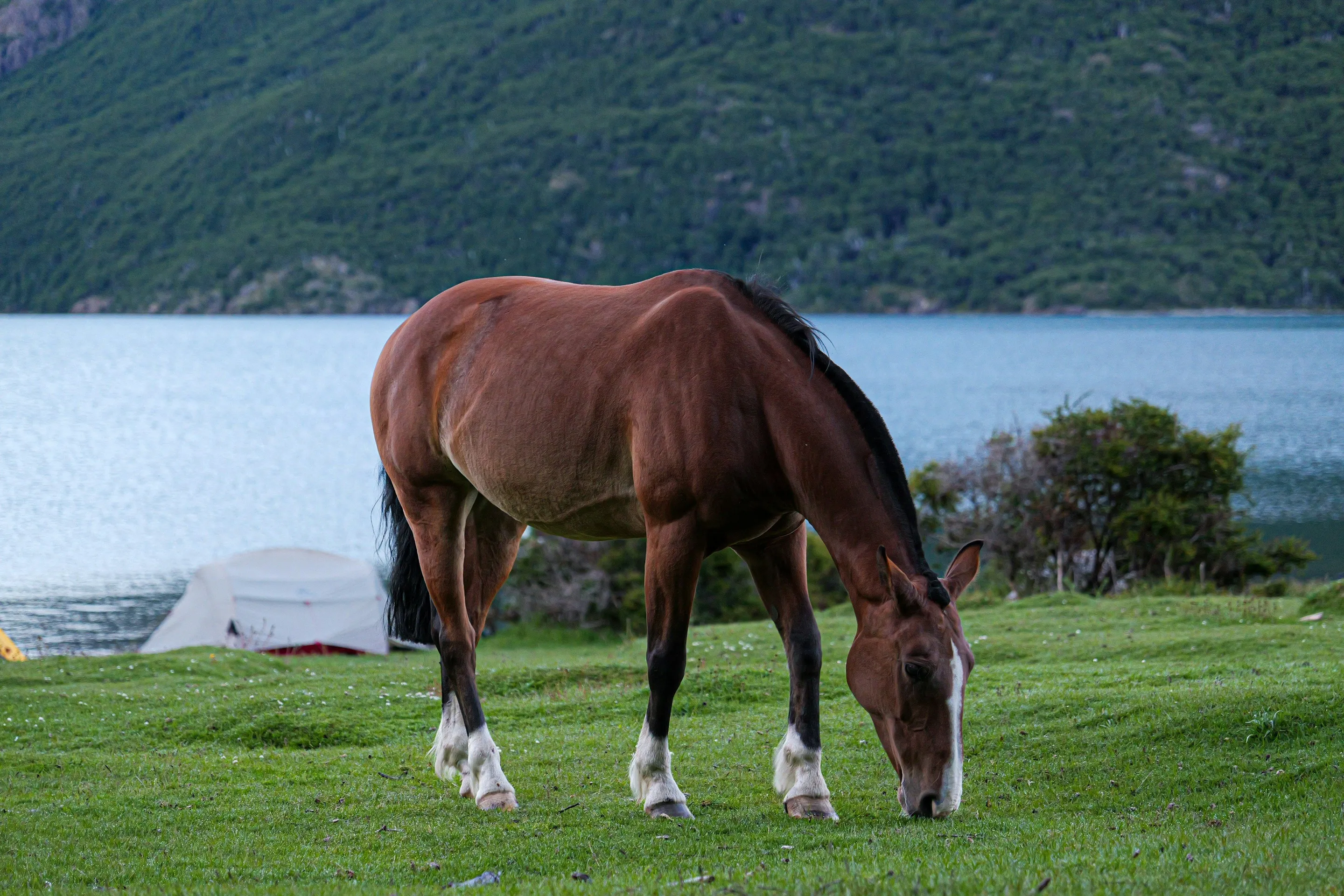 A horse grazing at the shore of Lago del Desierto