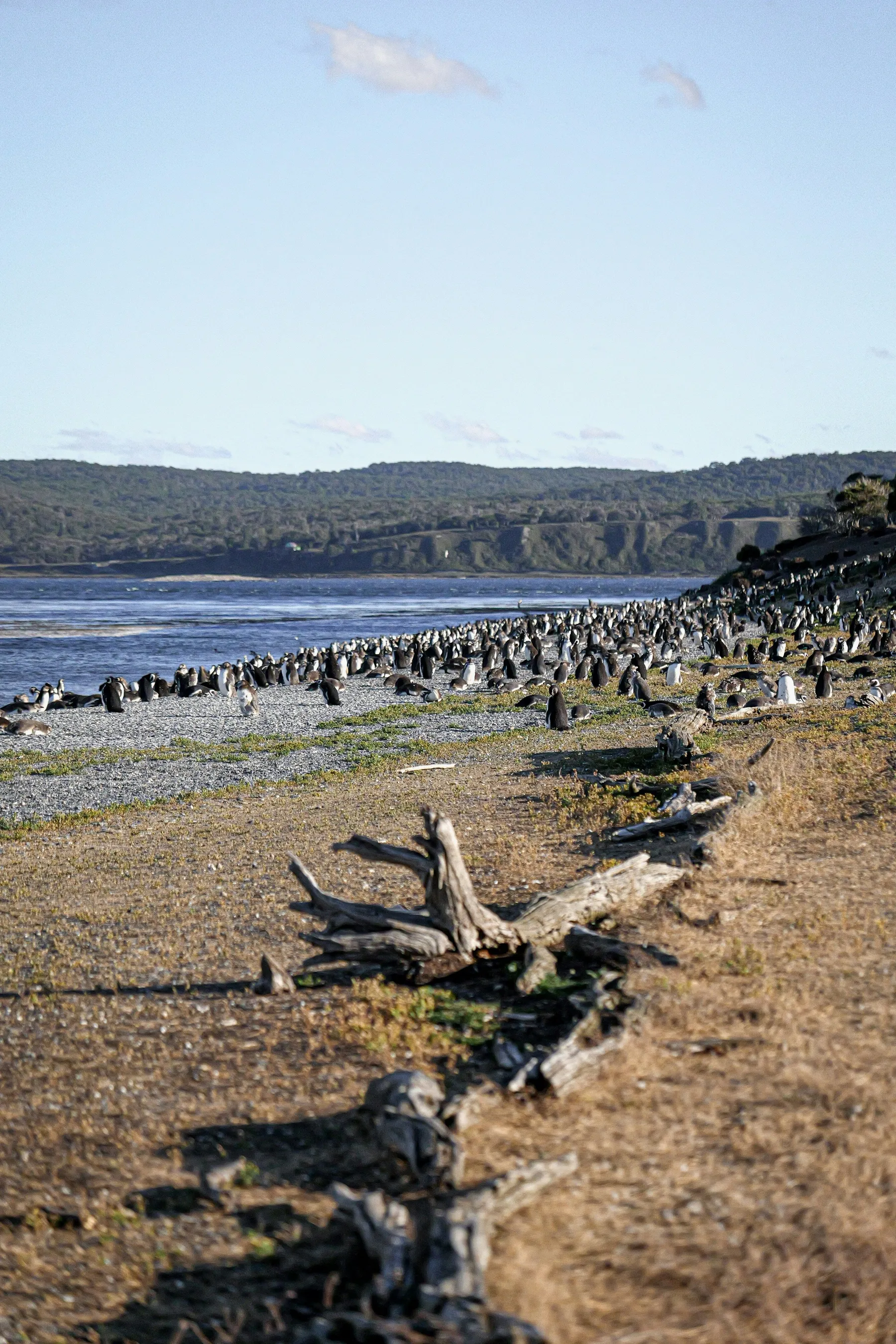 Penguins among the shore vegetation on Isla Martillo.