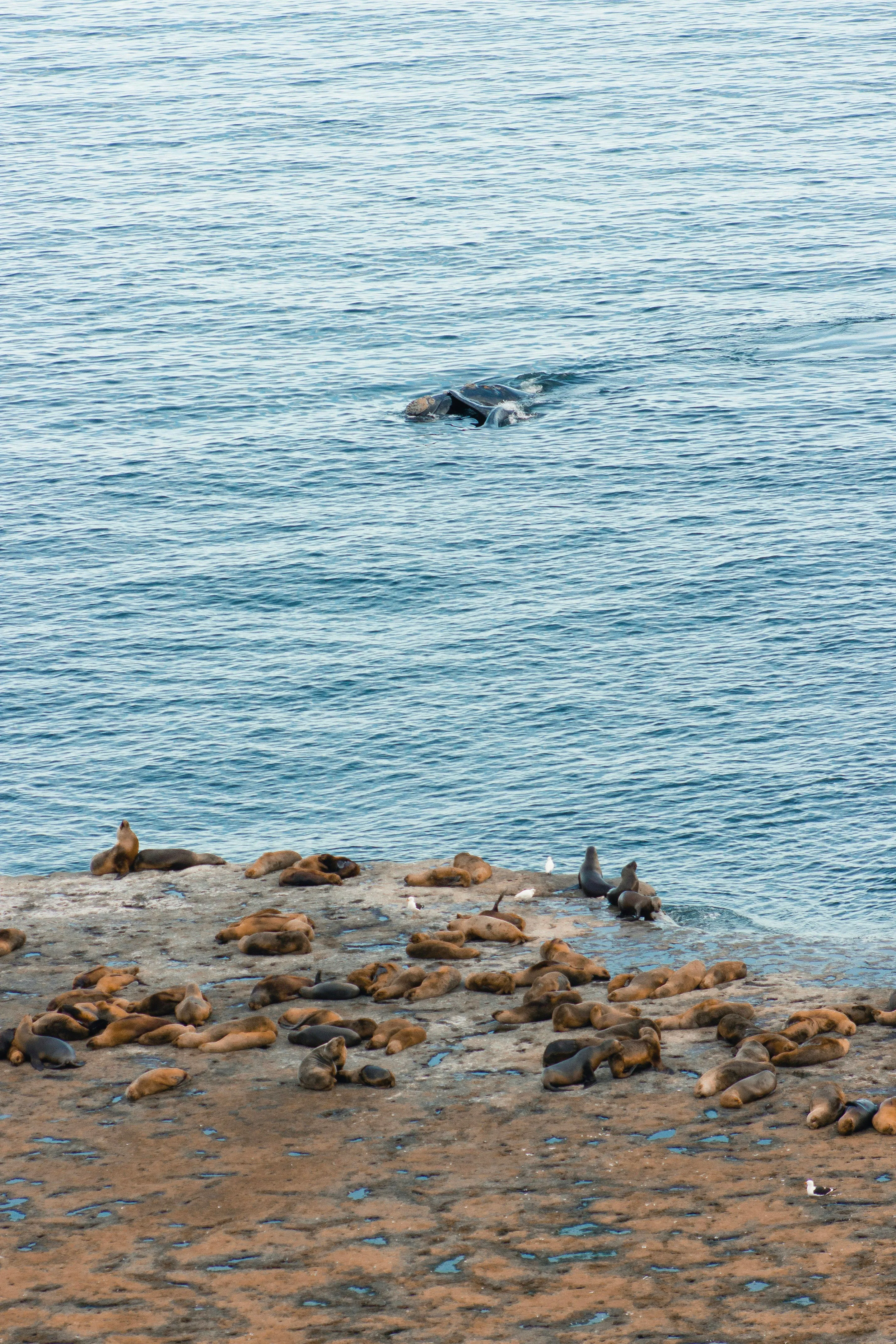 A whale beyond sea lions resting on the coast at Puerto Pirámides