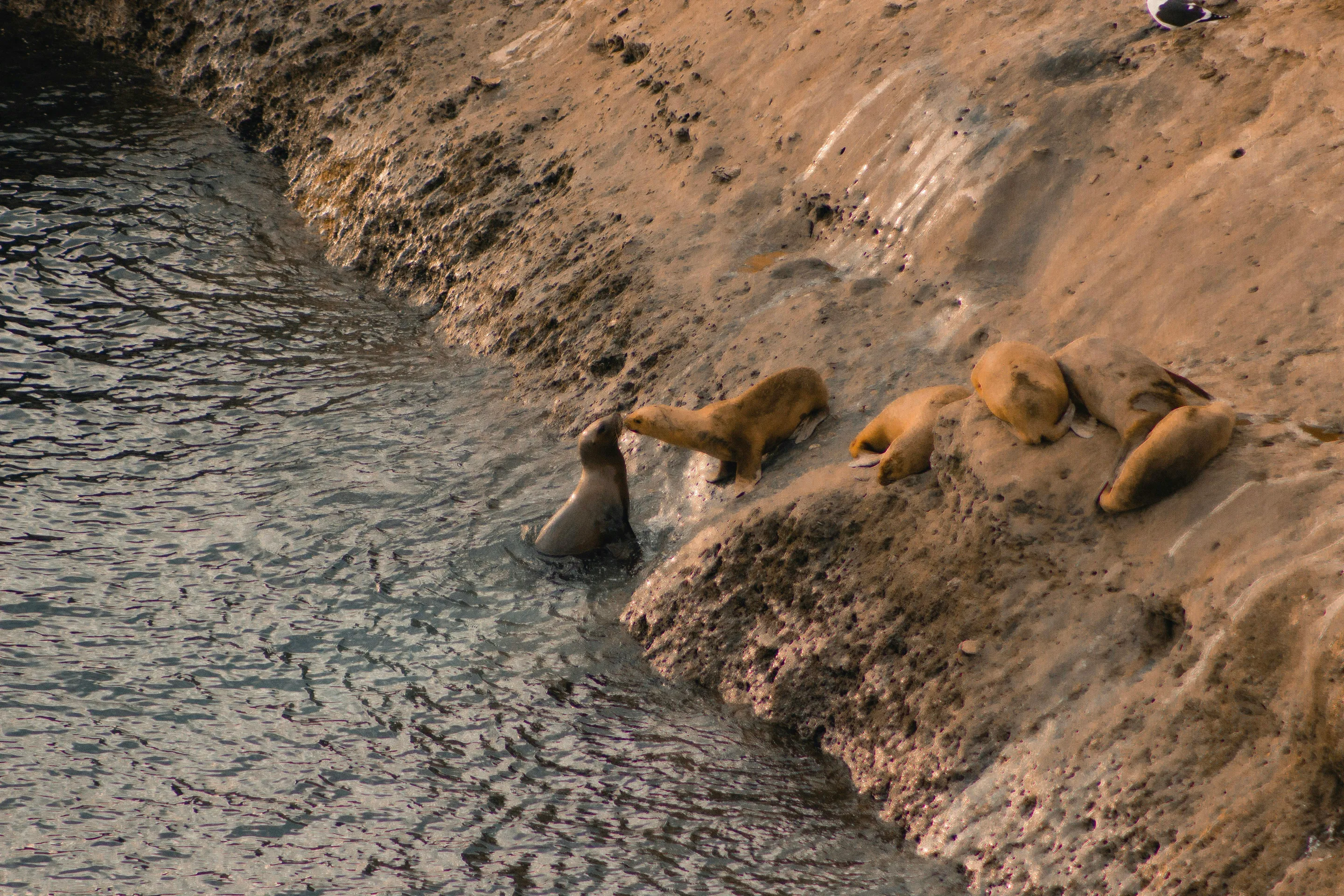 Marine wildlife resting on the rocky coast at Puerto Pirámides