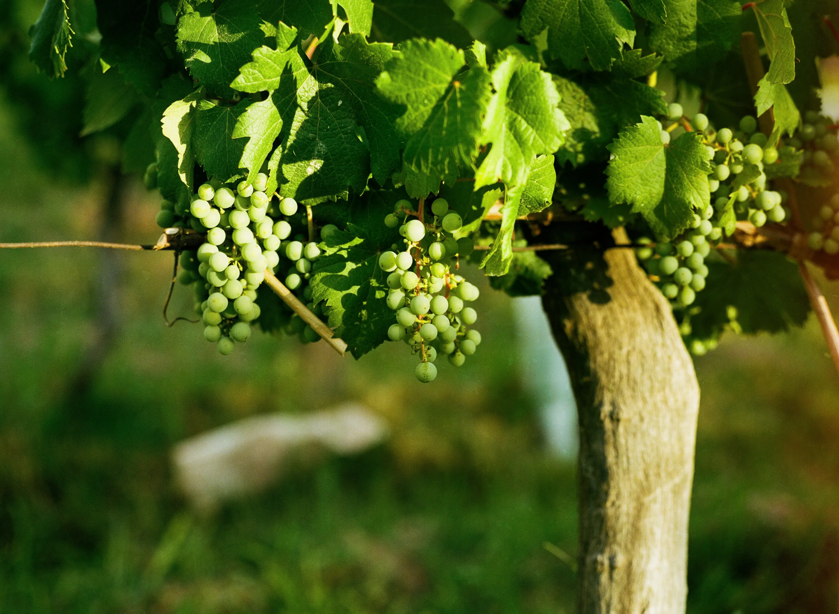 Green grapes hanging from a vine in warm sunlight.