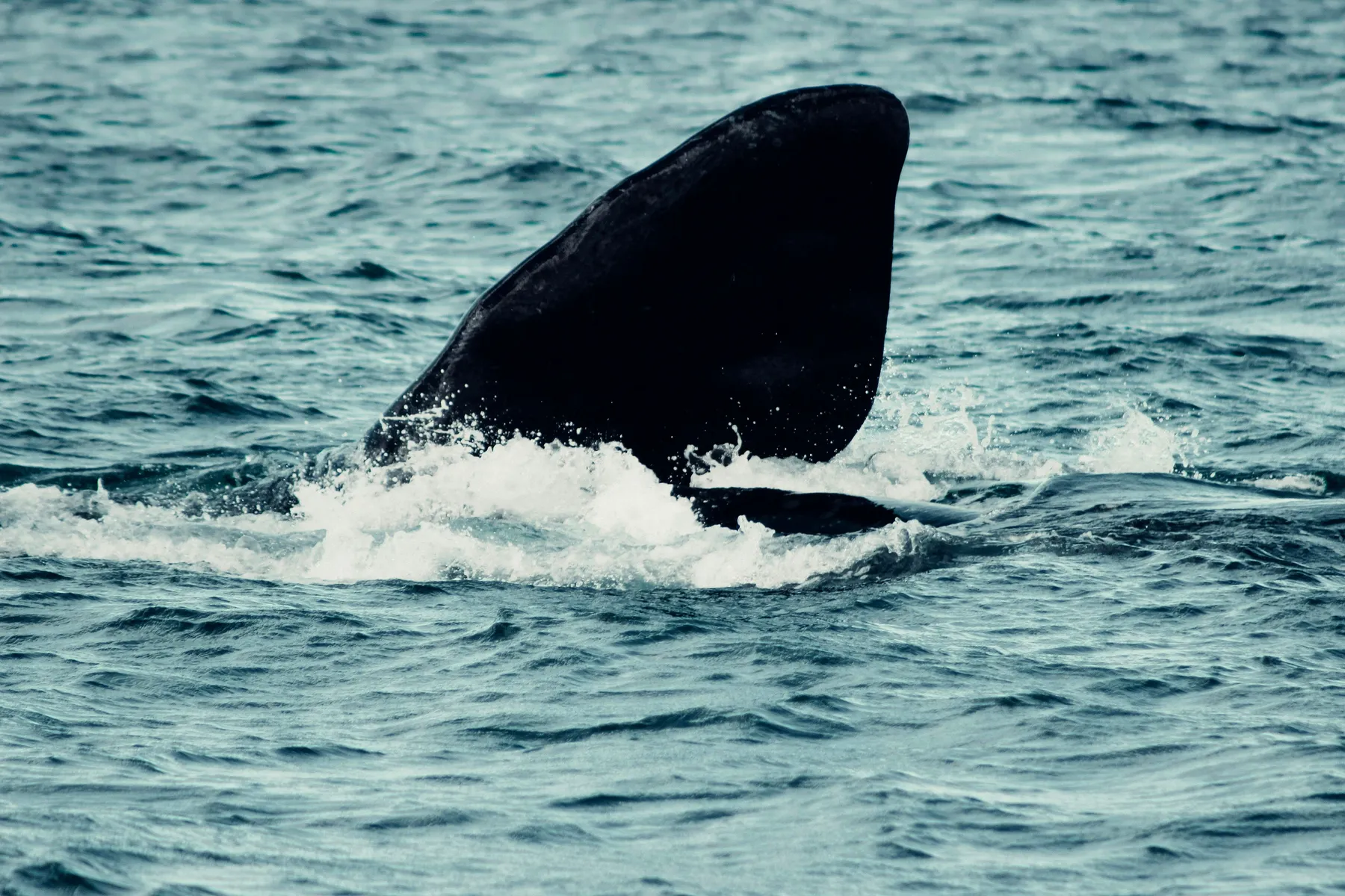 A whale at the surface near Puerto Madryn
