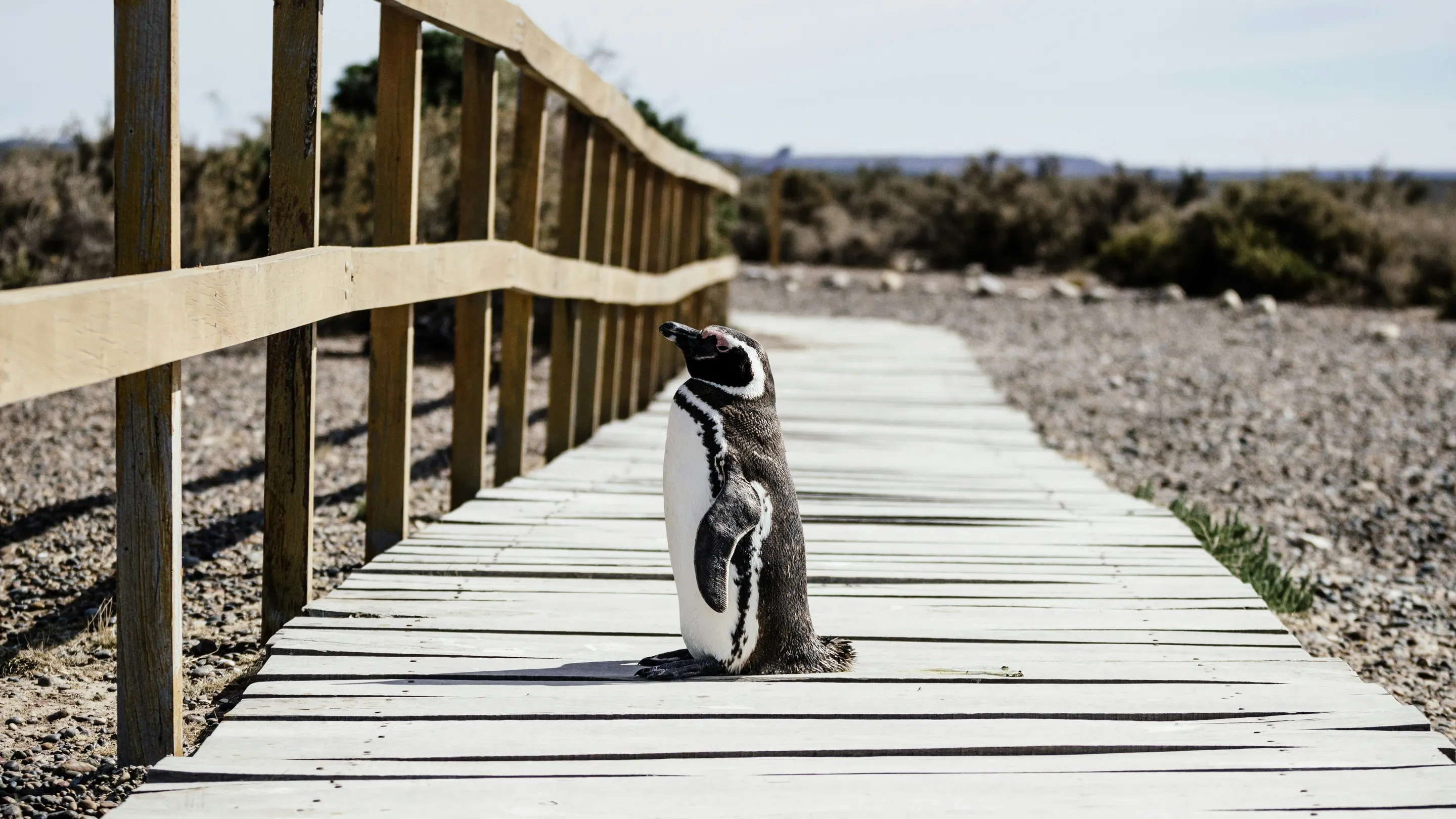A penguin on a wooden boardwalk on Península Valdés