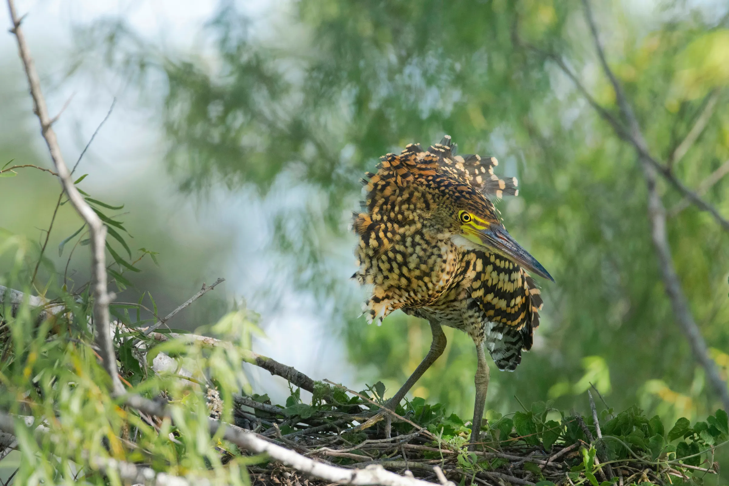 A young tiger heron among vegetation in Iberá.