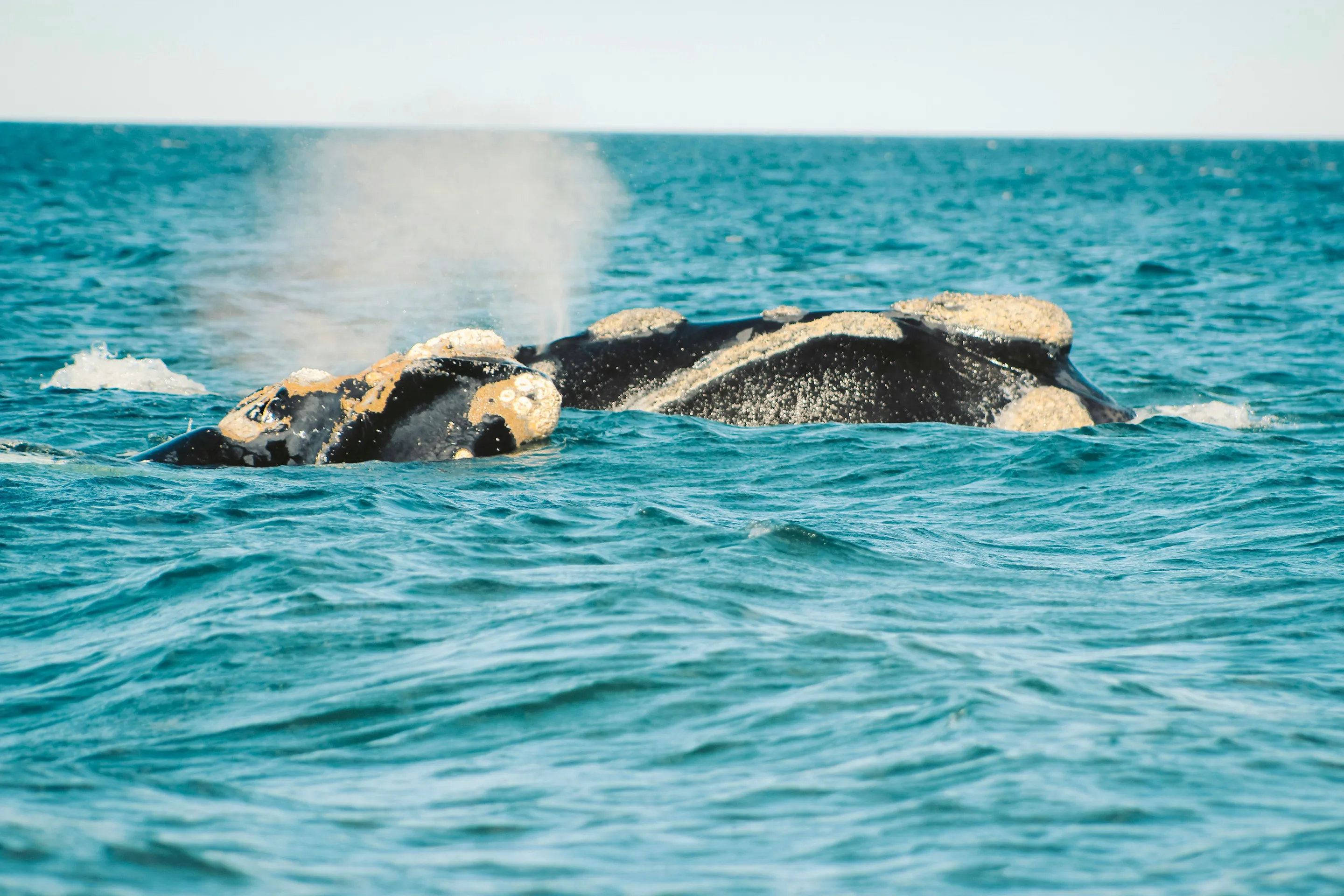 A whale exhaling at the surface of Golfo Nuevo