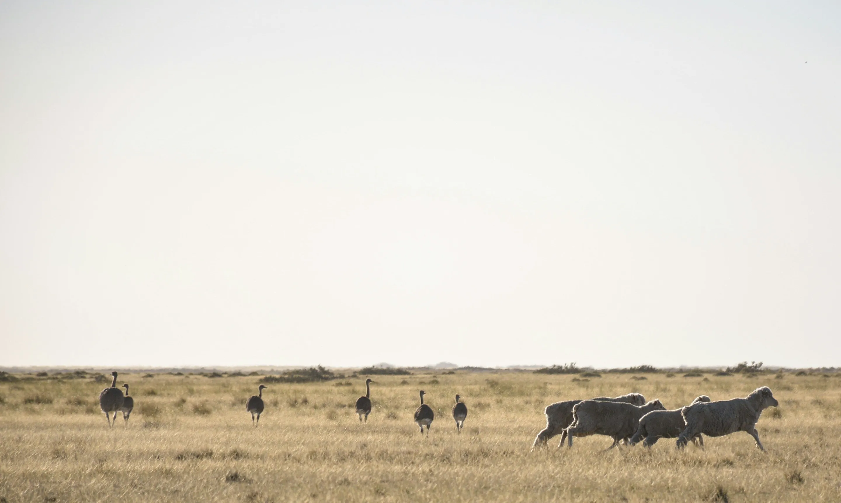 Sheep and birds on the open steppe near Puerto Pirámides