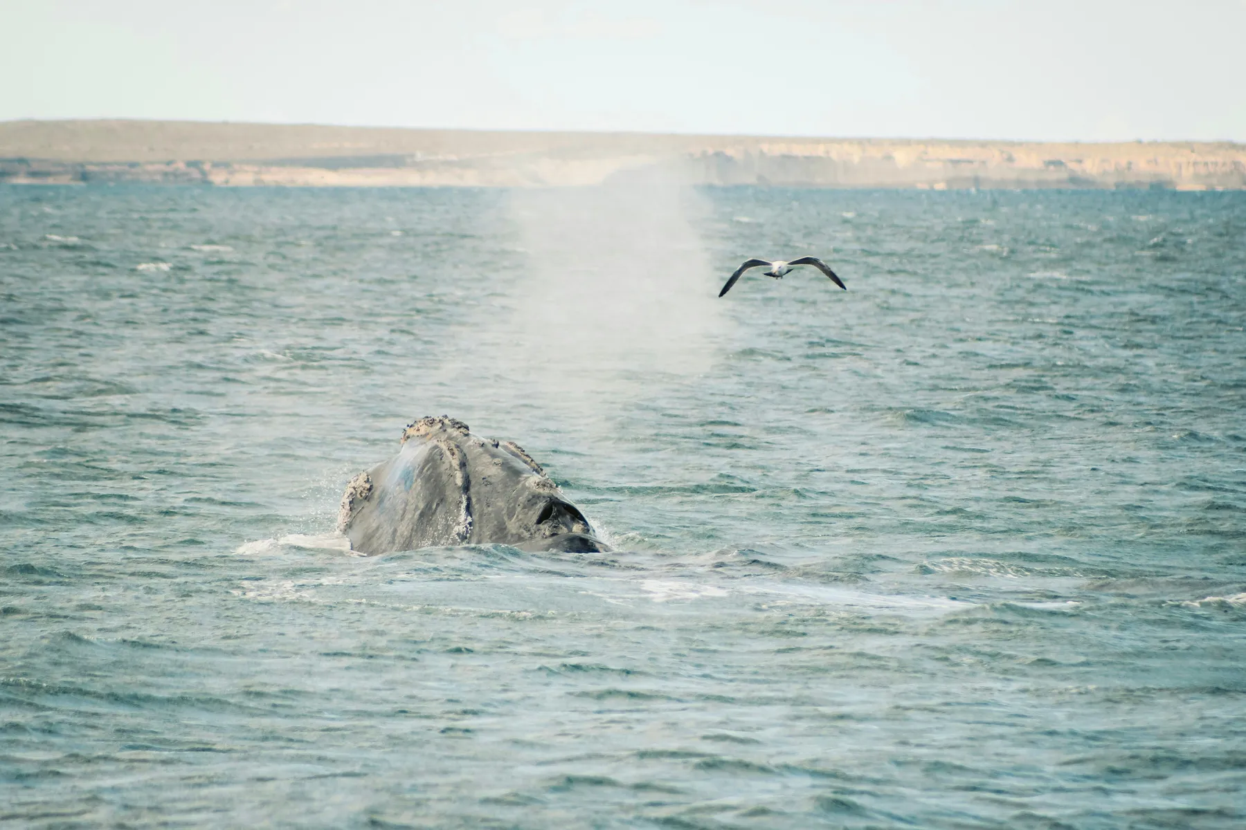 A whale and a seabird above the water of Golfo Nuevo