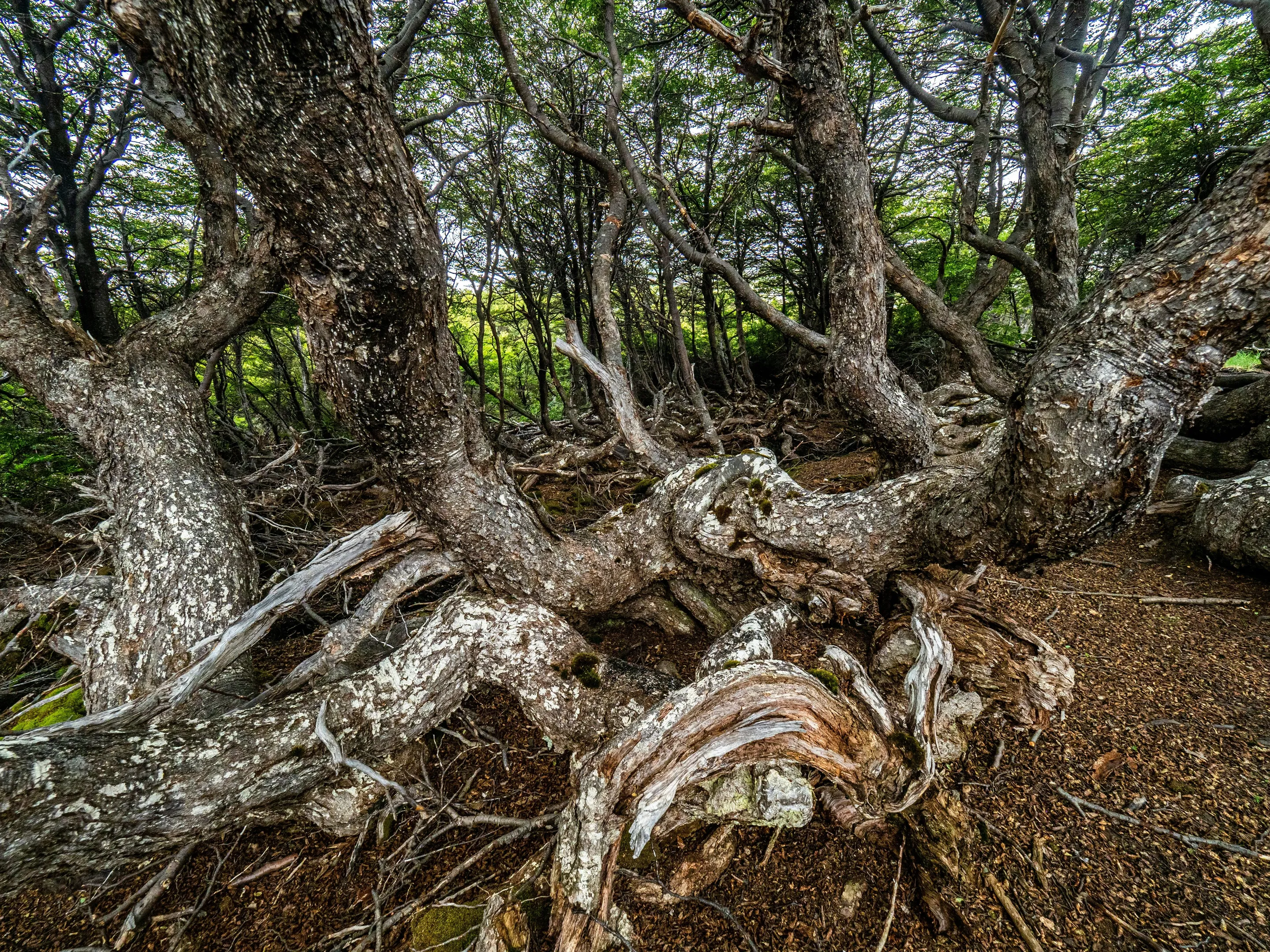 Twisted trunks in the forest of Tierra del Fuego National Park.