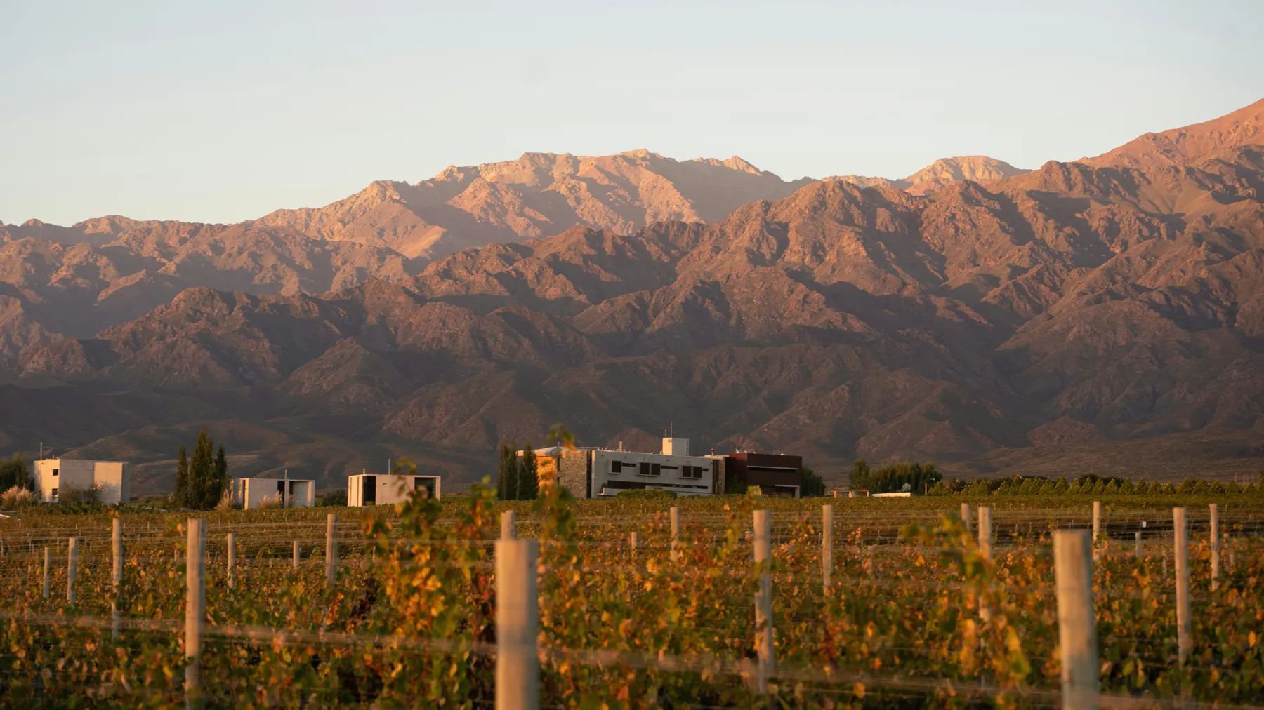 Mendoza vineyard and distant mountains