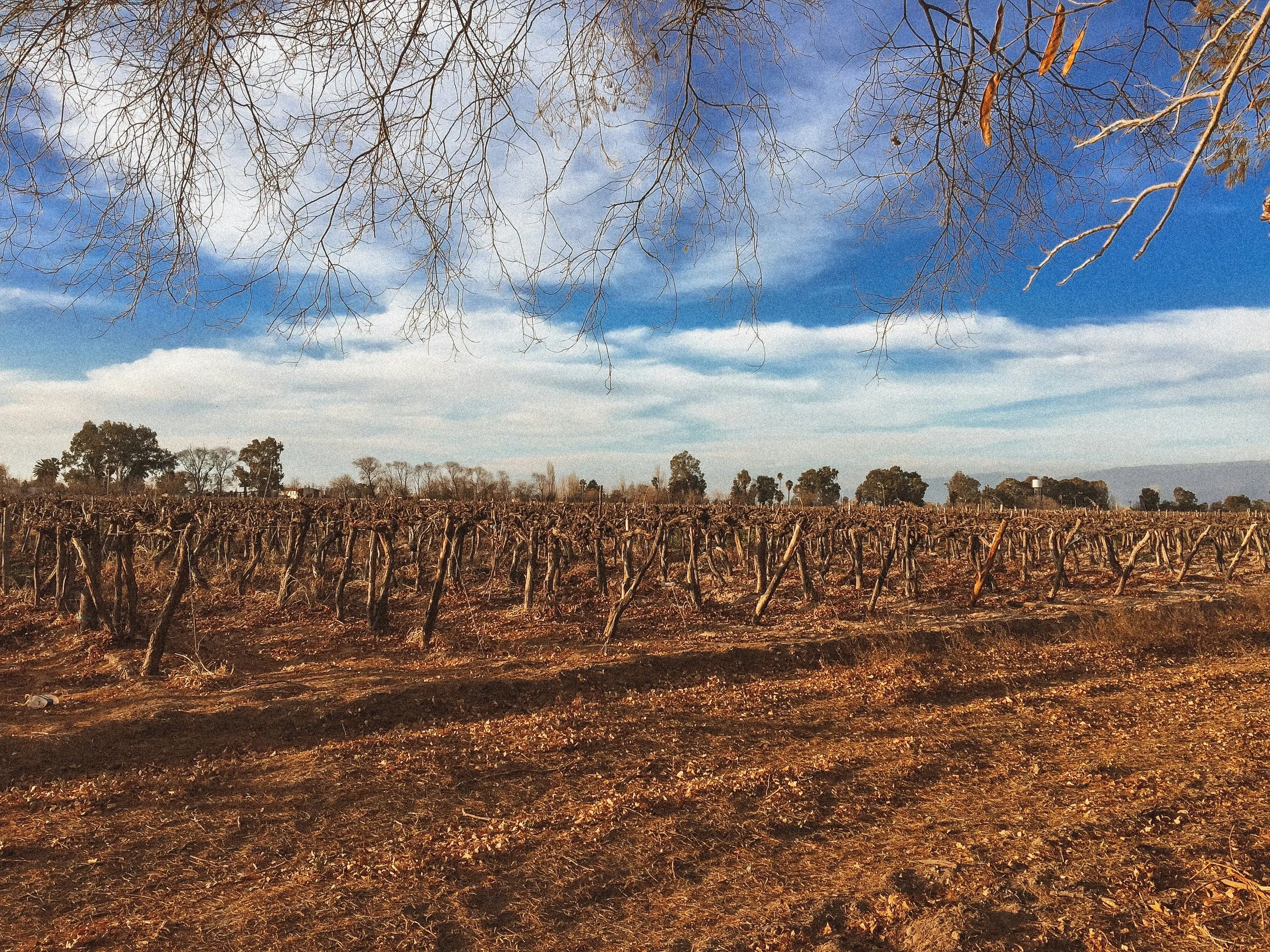 A dormant vineyard beneath a colourful cloudy sky in San Juan.