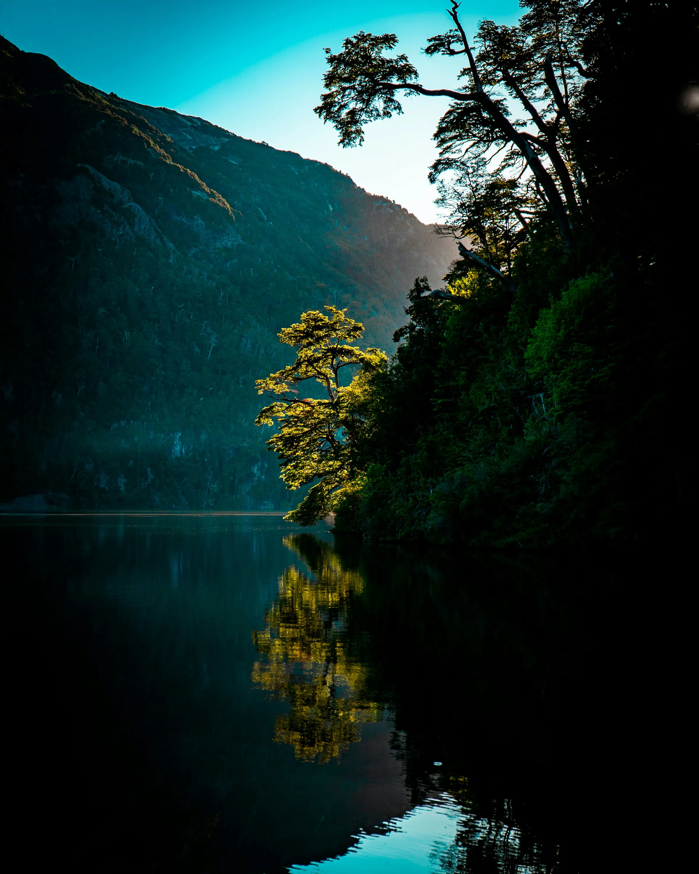 A lone tree reflected in calm water at Lago Aruncohue.