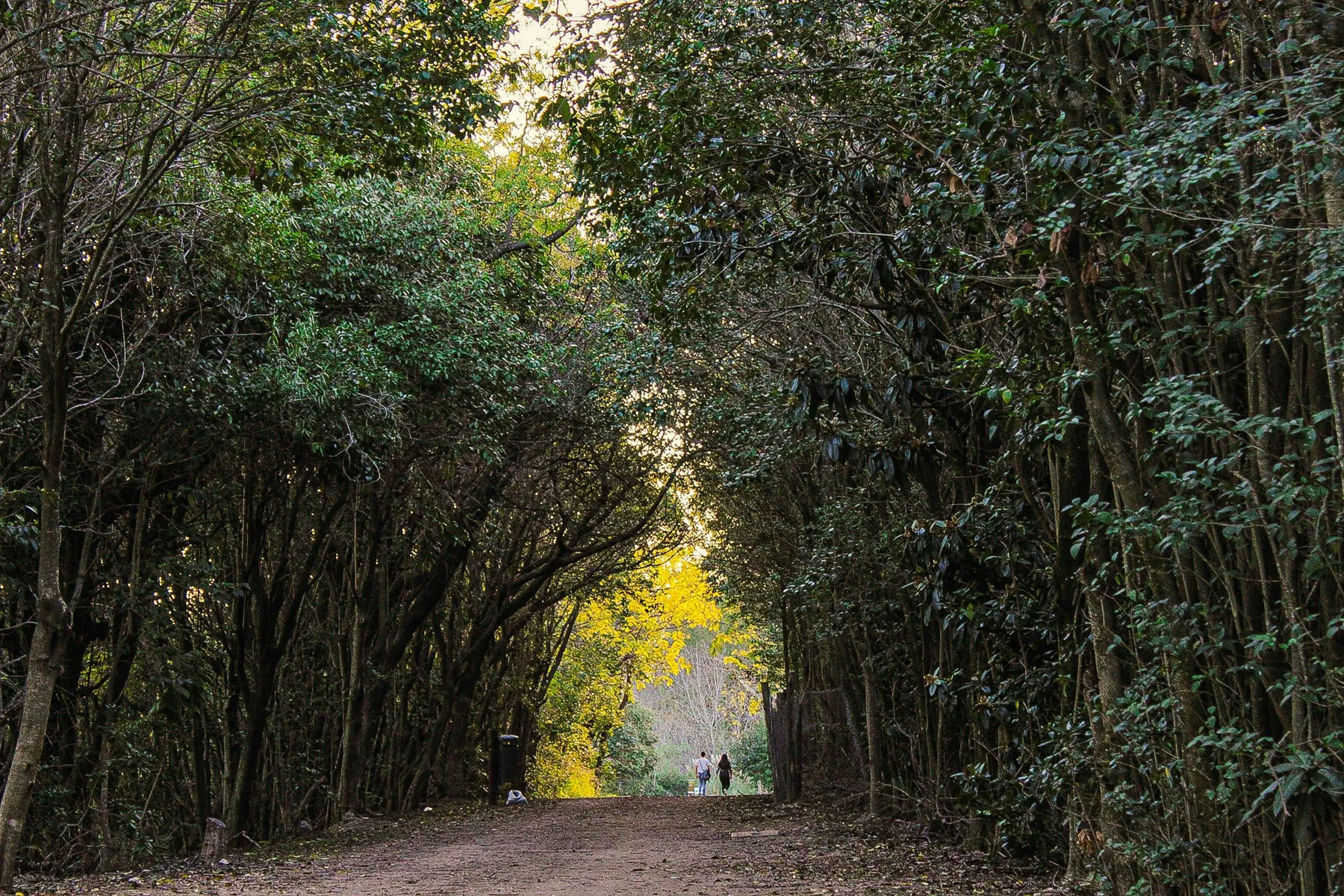 People walking along a shaded path beneath a tunnel of trees in Costanera Sur