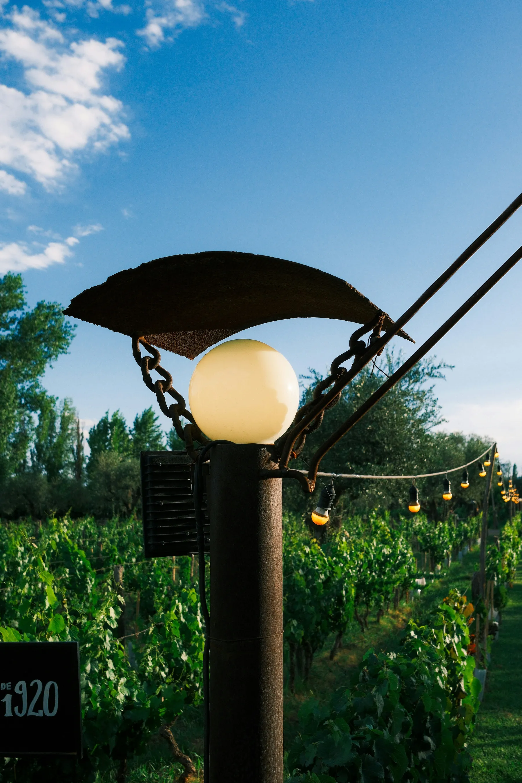 Vineyard rows and outdoor lights in Mendoza