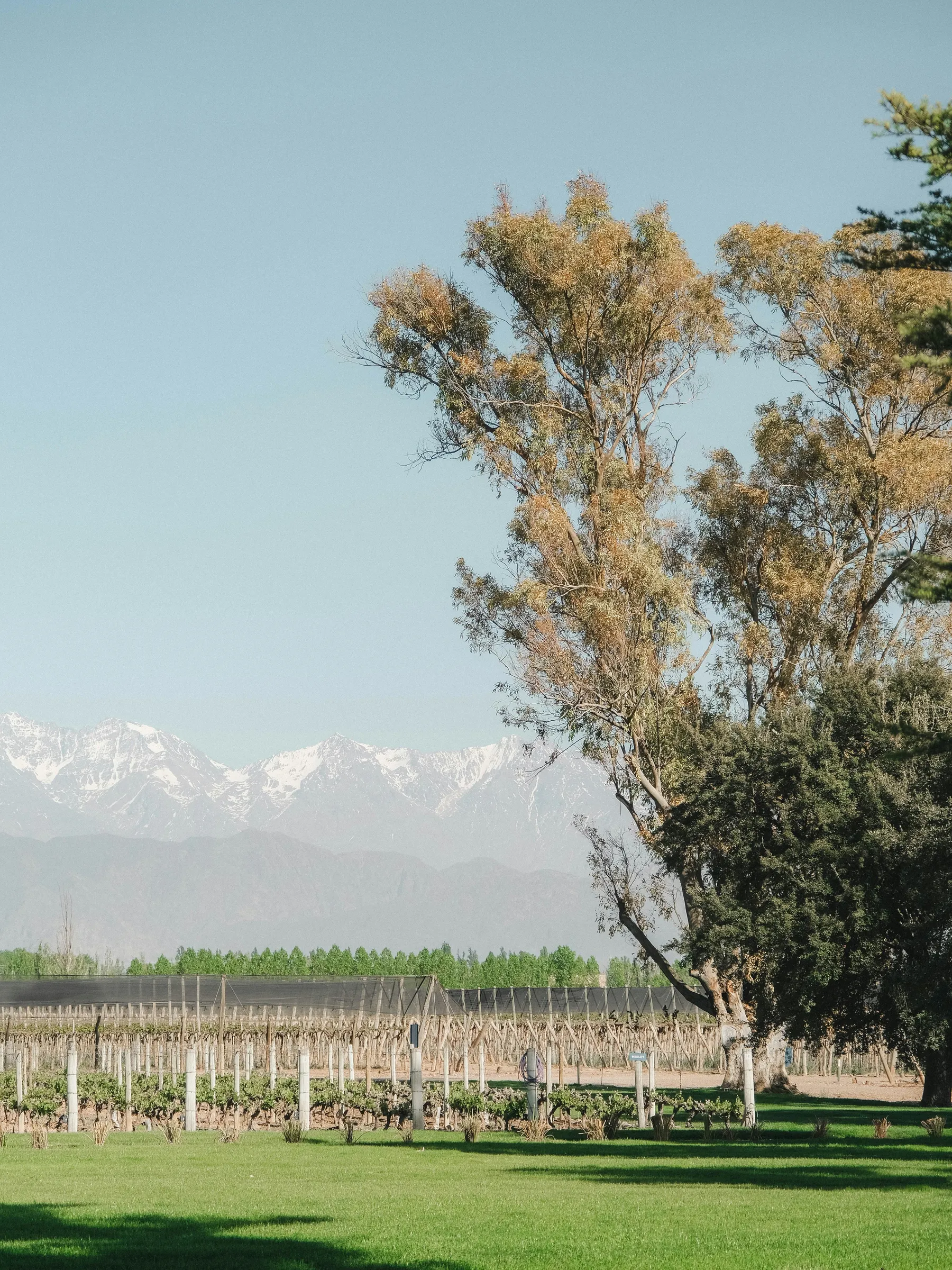Vineyards beneath snow-capped mountains at Bodega Norton.