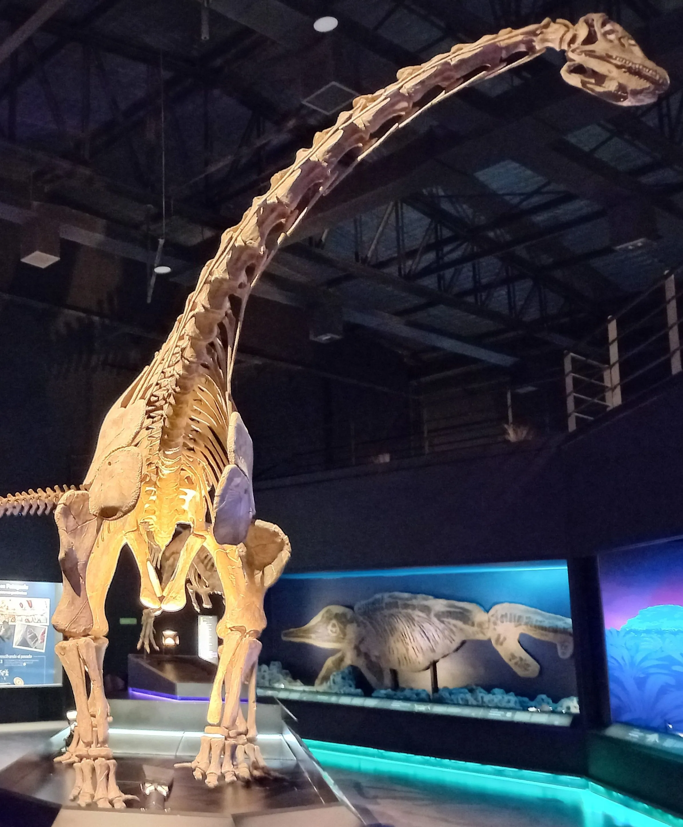 A mounted Bagualia dinosaur skeleton in the Museo Paleontológico Egidio Feruglio.